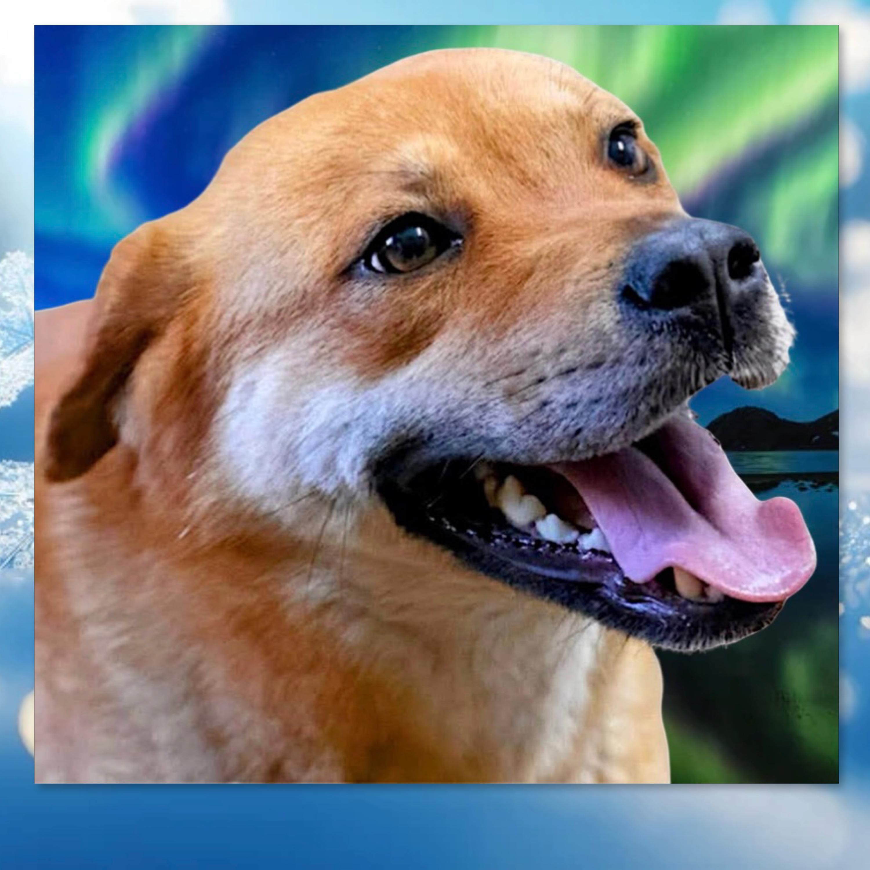 Enlarge Sugar, a Adoptable mixed breed in Westfield, NY image 5/6