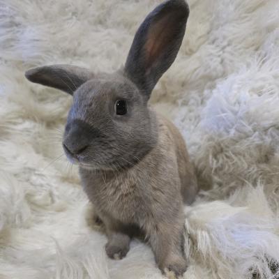 Enlarge Pepe, a Adoptable Bunny Rabbit in Kalamazoo, MI image 1/6