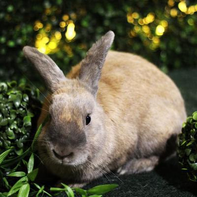 Enlarge Pepe, a Adoptable Bunny Rabbit in Kalamazoo, MI image 2/6