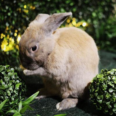 Enlarge Pepe, a Adoptable Bunny Rabbit in Kalamazoo, MI image 3/6