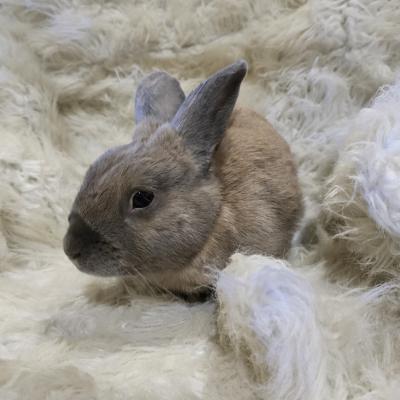Enlarge Pepe, a Adoptable Bunny Rabbit in Kalamazoo, MI image 4/6