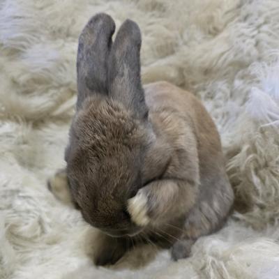 Enlarge Pepe, a Adoptable Bunny Rabbit in Kalamazoo, MI image 5/6
