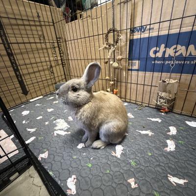 Enlarge Pepe, a Adoptable Bunny Rabbit in Kalamazoo, MI image 6/6