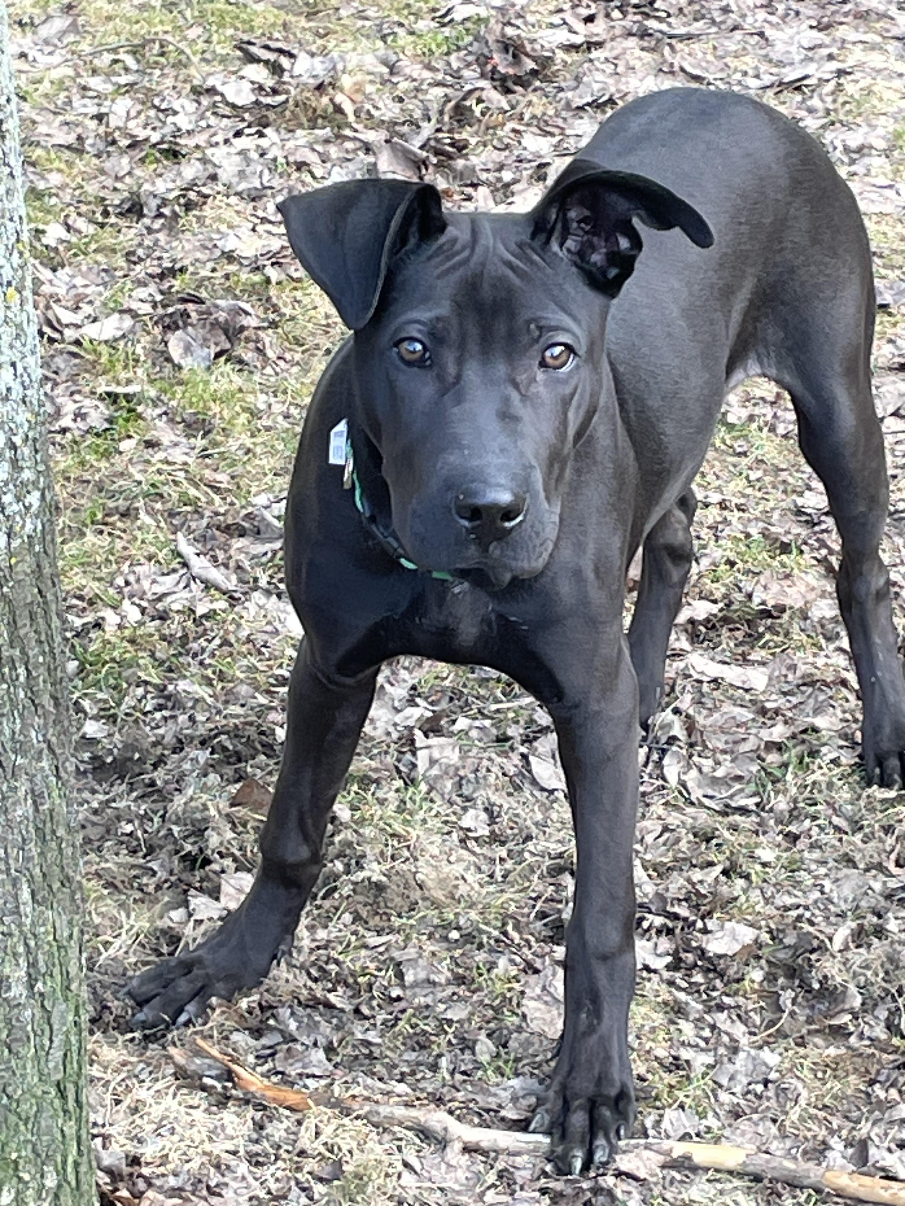 Bear, Adopted, Adult Male Pit Bull Terrier & Cane Corso.