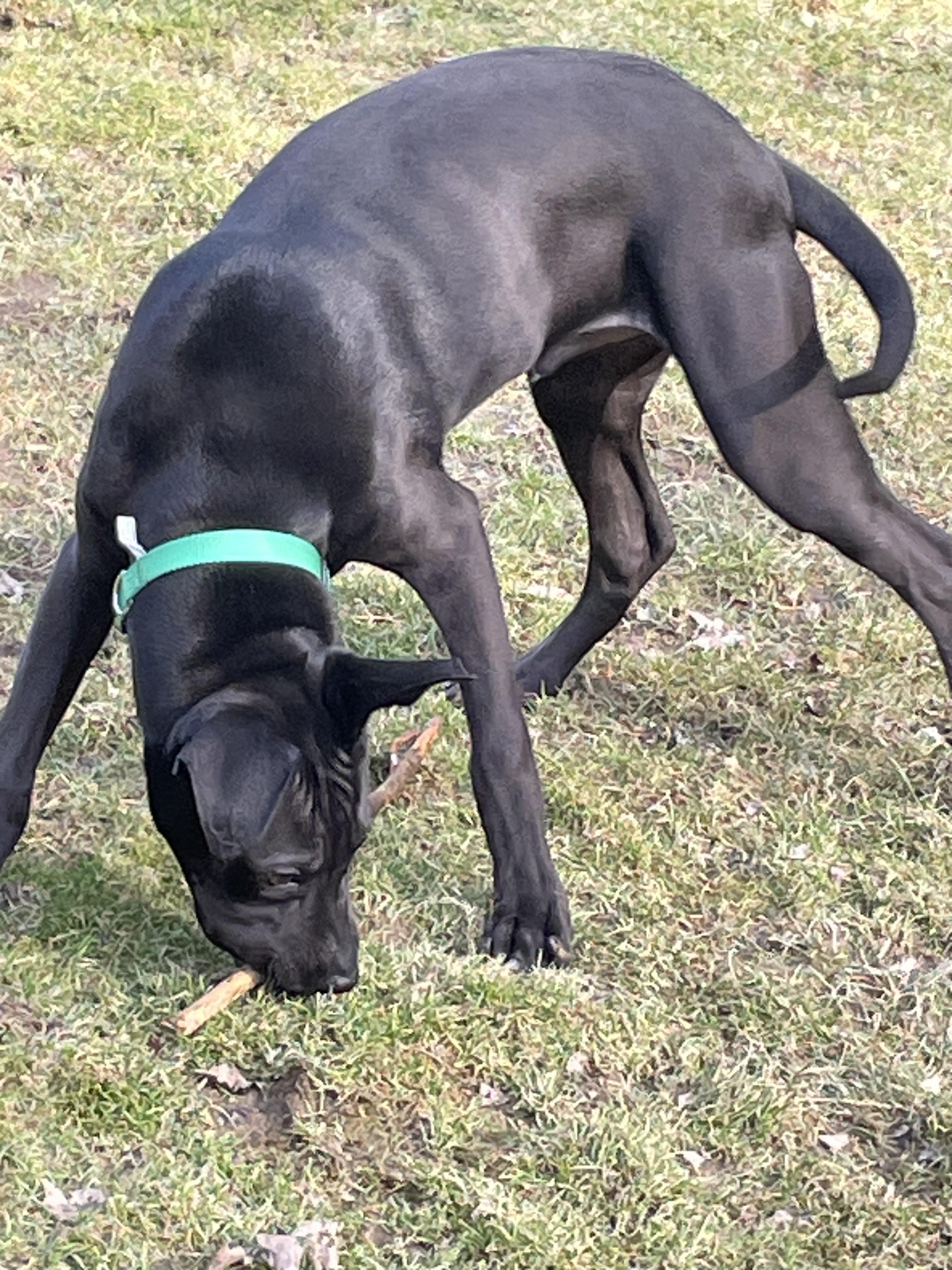 Enlarge Bear, a Adopted mixed breed in Stahlstown, PA image 2/6