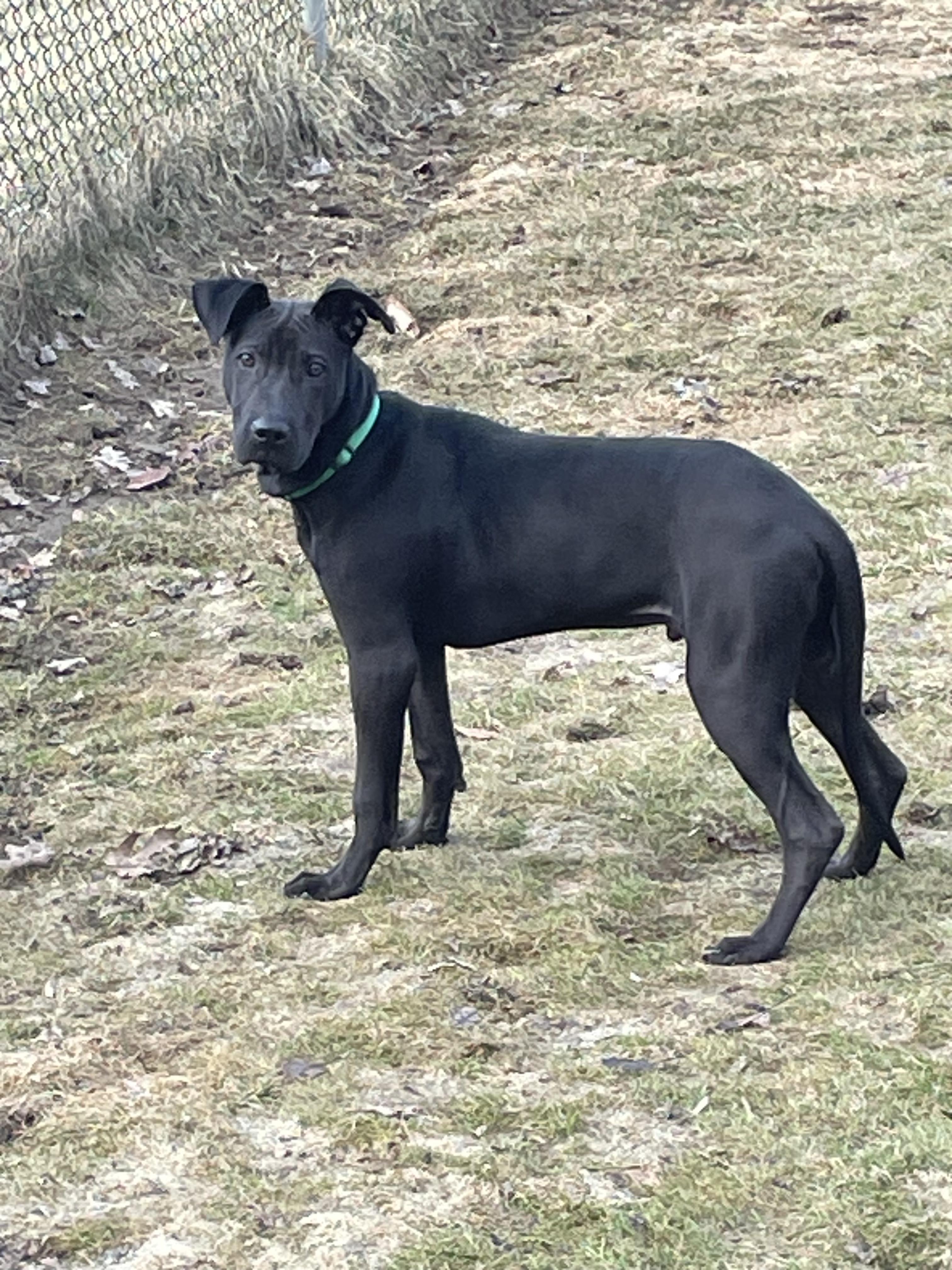Enlarge Bear, a Adopted mixed breed in Stahlstown, PA image 5/6
