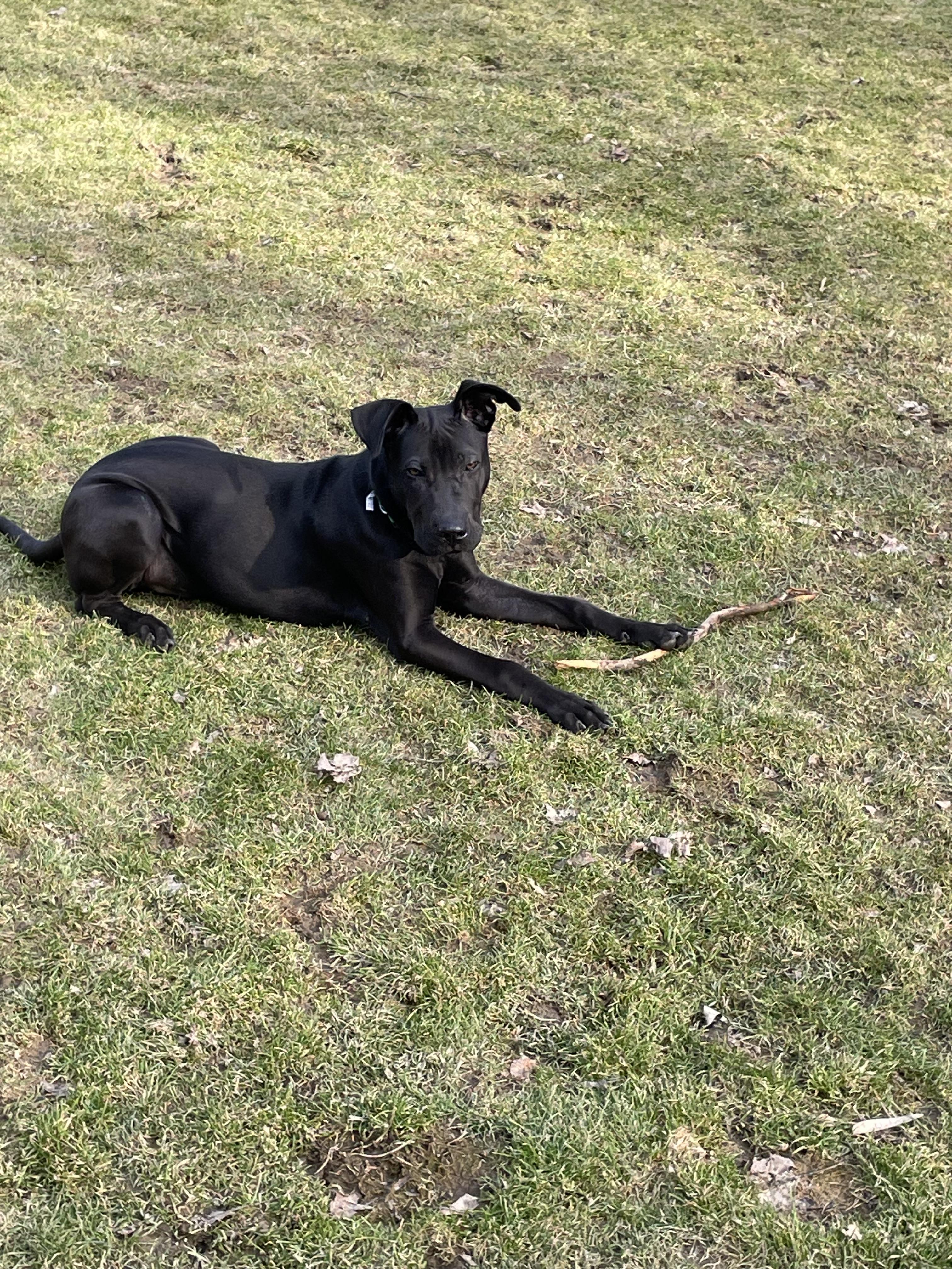 Enlarge Bear, a Adopted mixed breed in Stahlstown, PA image 6/6