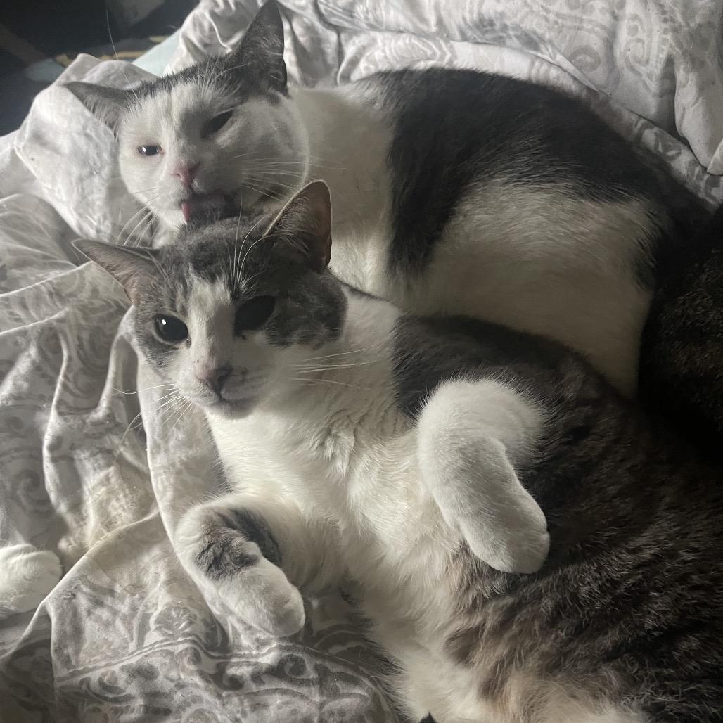 Daisy-Nala, Adoptable, Adult Female American Shorthair.