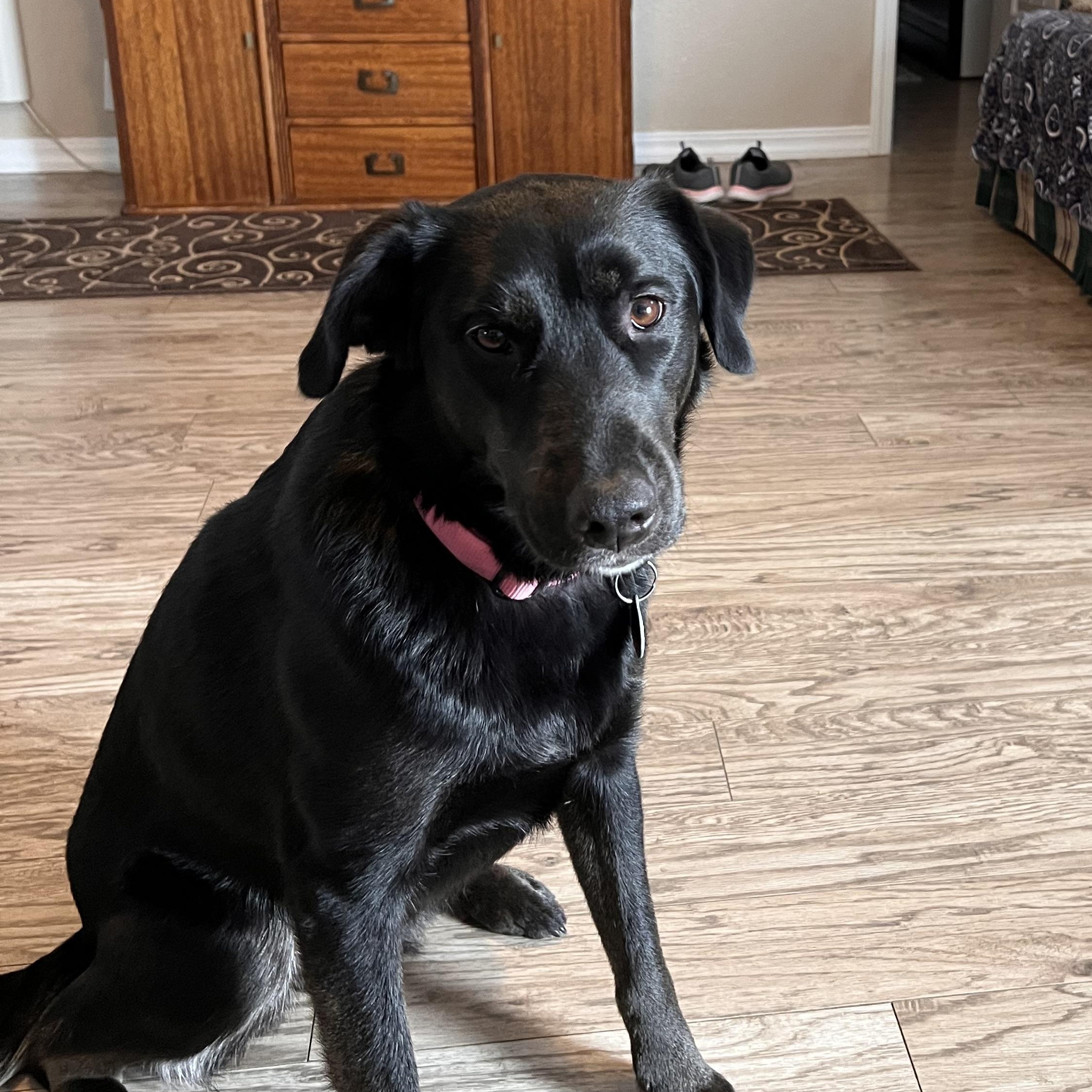 Harlie, Young Female Labrador Retriever