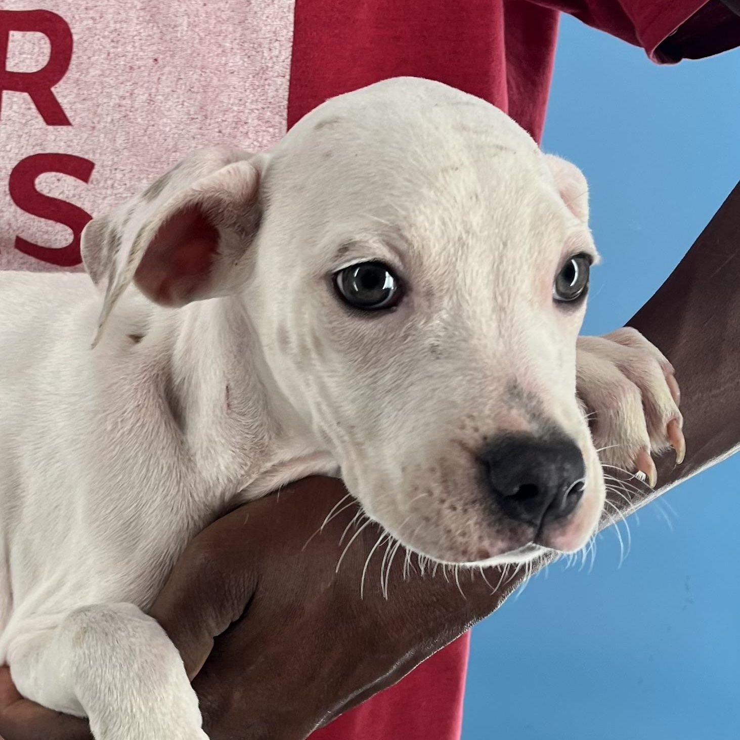 Enlarge Holly - Local Dec 19-21, a Adoptable mixed breed in Gresham, OR image 1/6