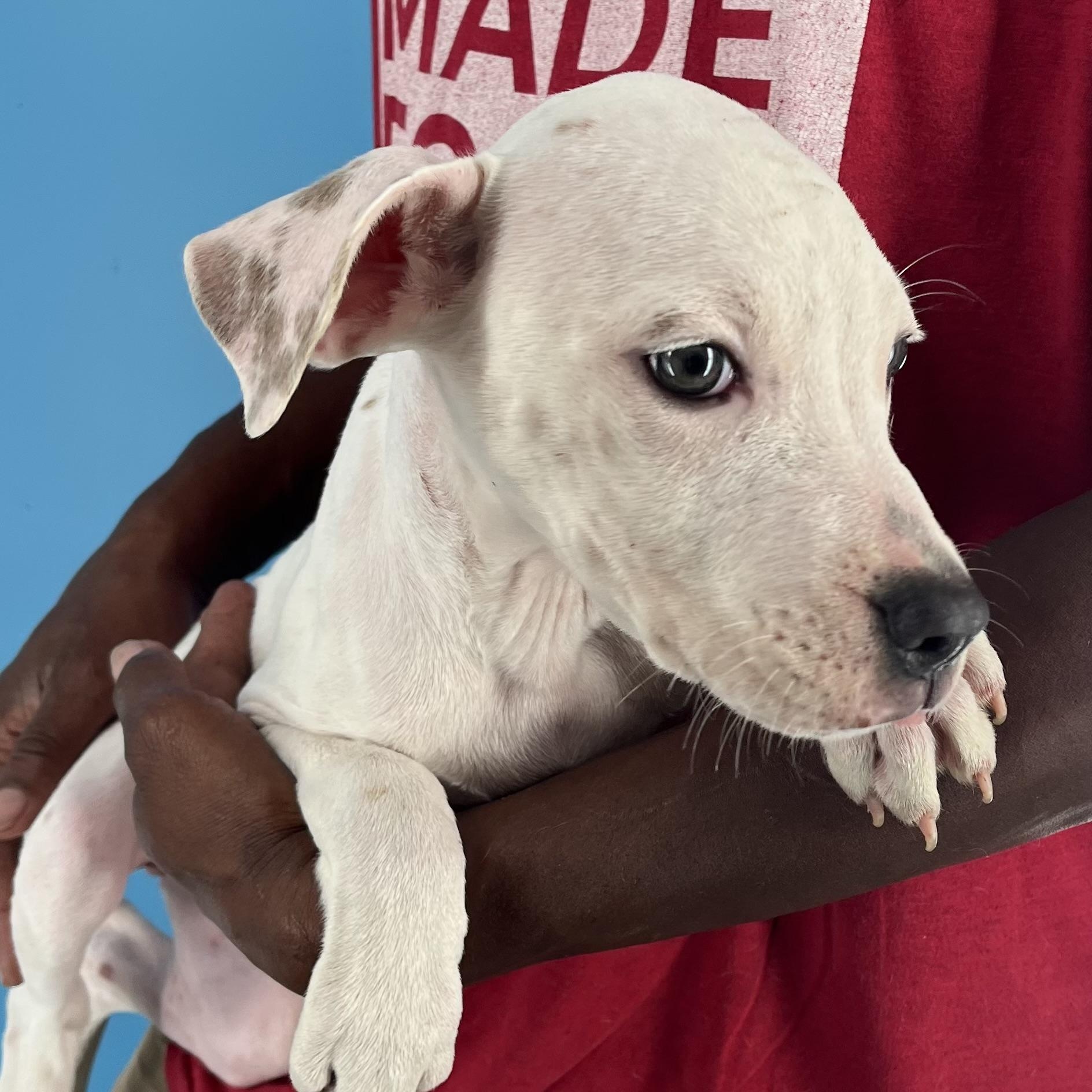 Enlarge Holly - Local Dec 19-21, a Adoptable mixed breed in Gresham, OR image 2/6