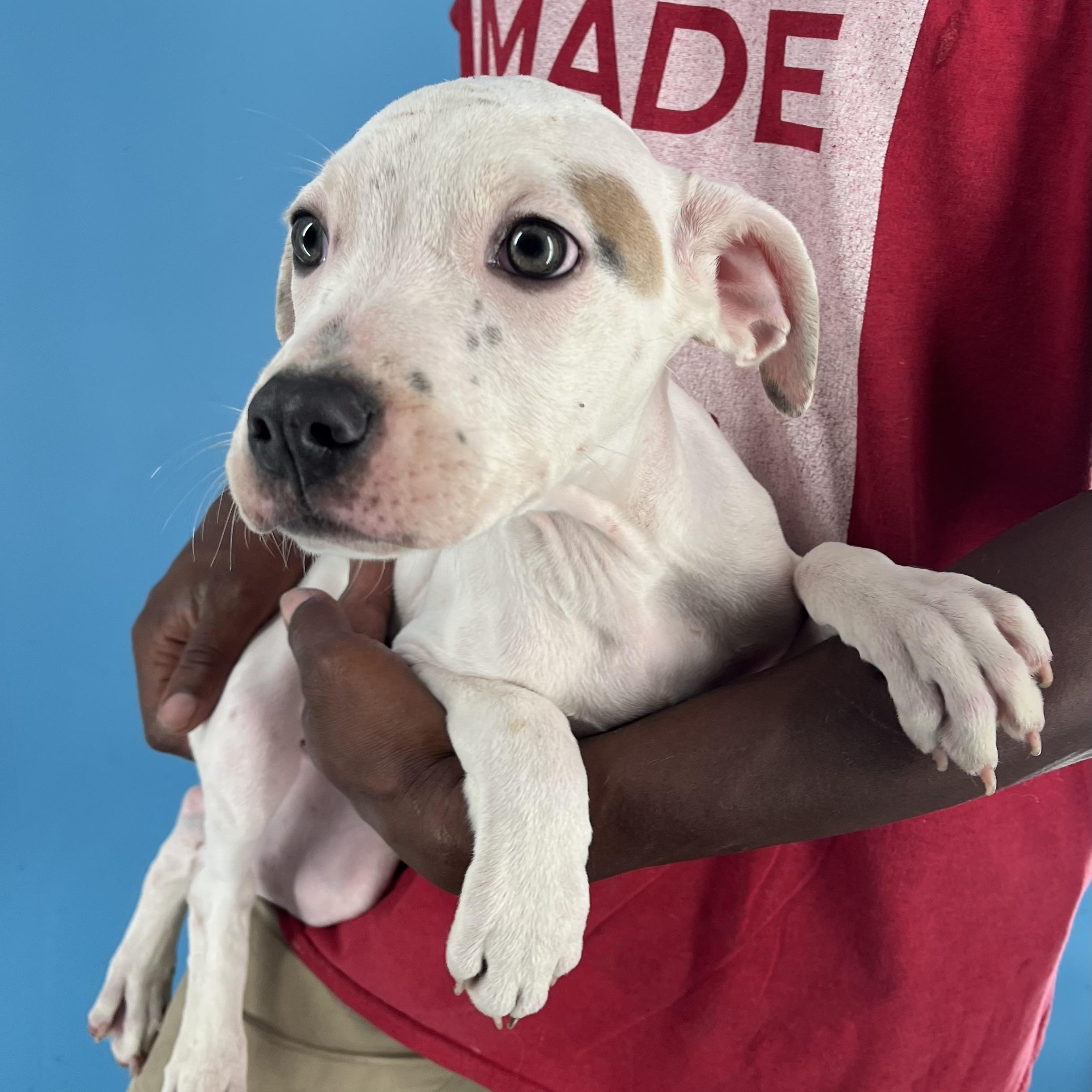 Enlarge Holly - Local Dec 19-21, a Adoptable mixed breed in Gresham, OR image 3/6