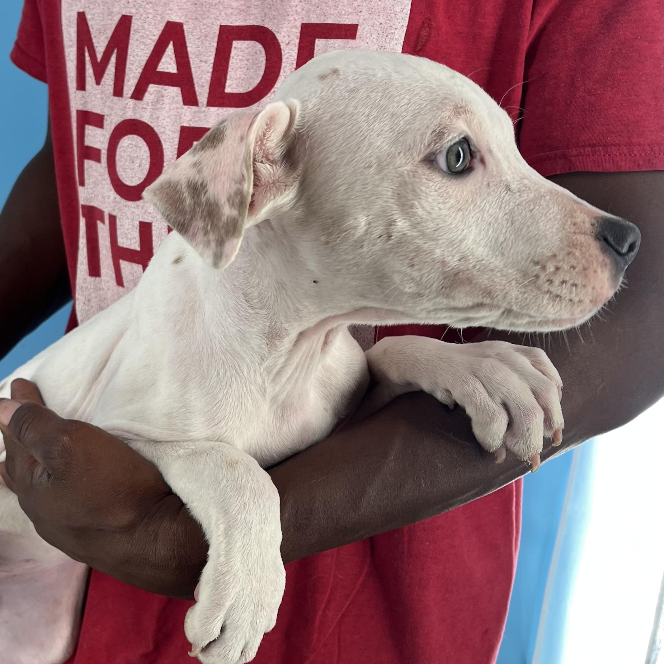 Enlarge Holly - Local Dec 19-21, a Adoptable mixed breed in Gresham, OR image 4/6