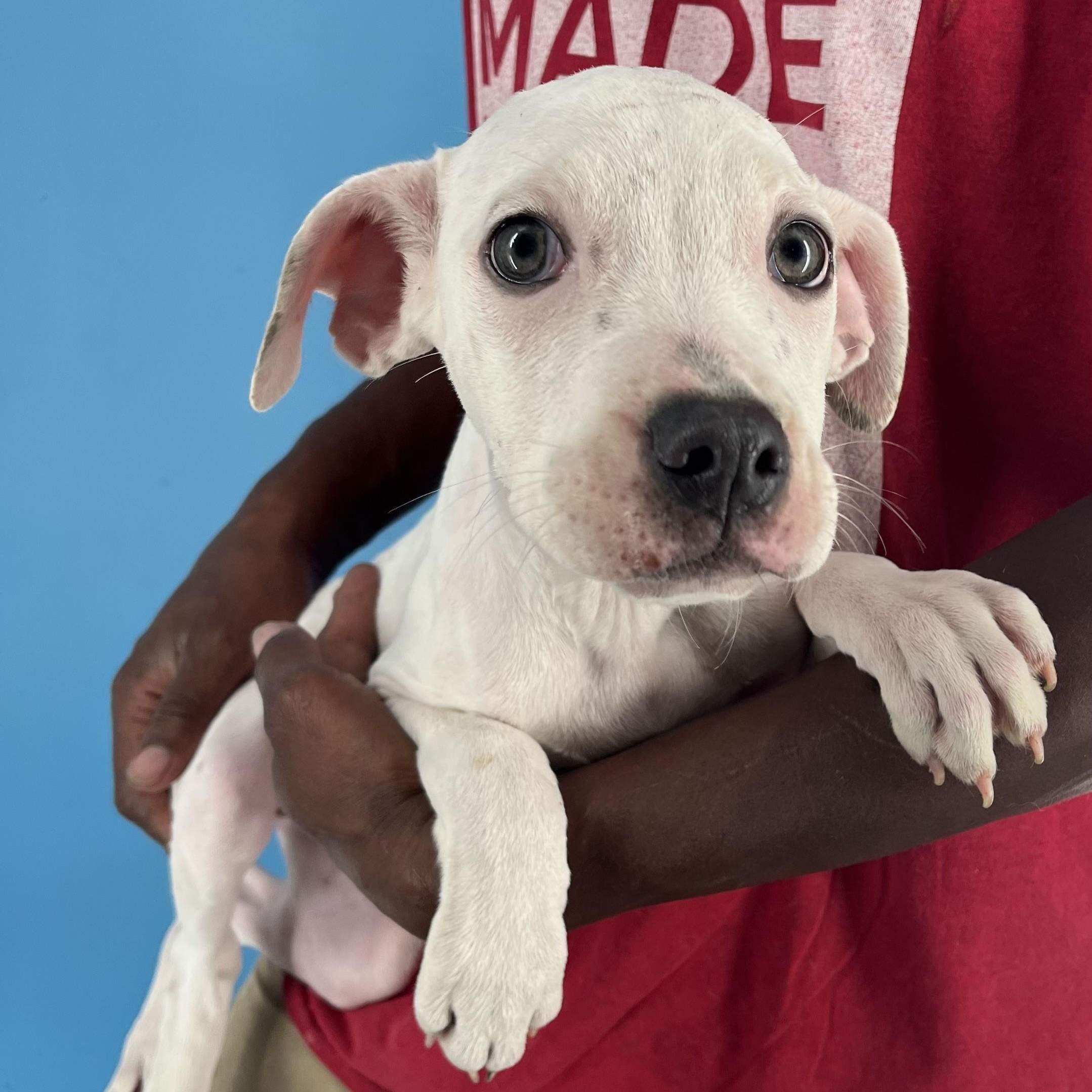 Enlarge Holly - Local Dec 19-21, a Adoptable mixed breed in Gresham, OR image 5/6