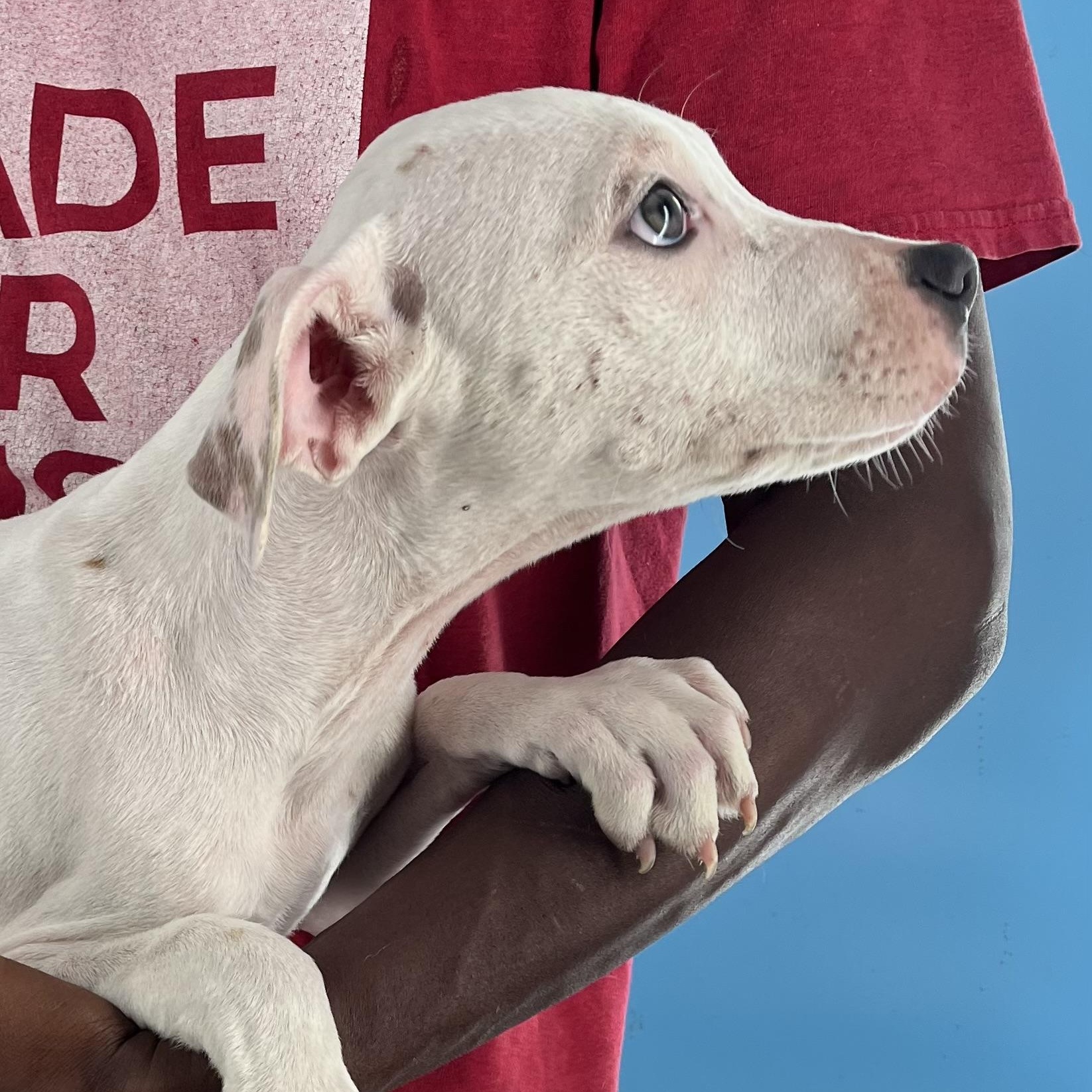 Enlarge Holly - Local Dec 19-21, a Adoptable mixed breed in Gresham, OR image 6/6