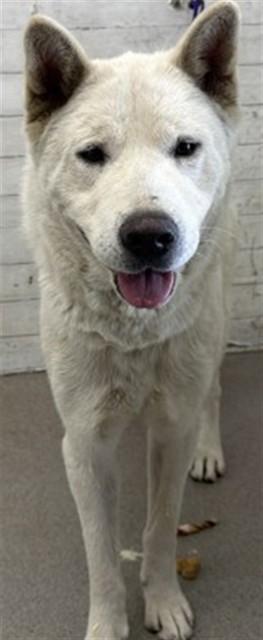 LILAC, ADOPTABLE, Young • Female, Chow Chow & German Shepherd Dog.