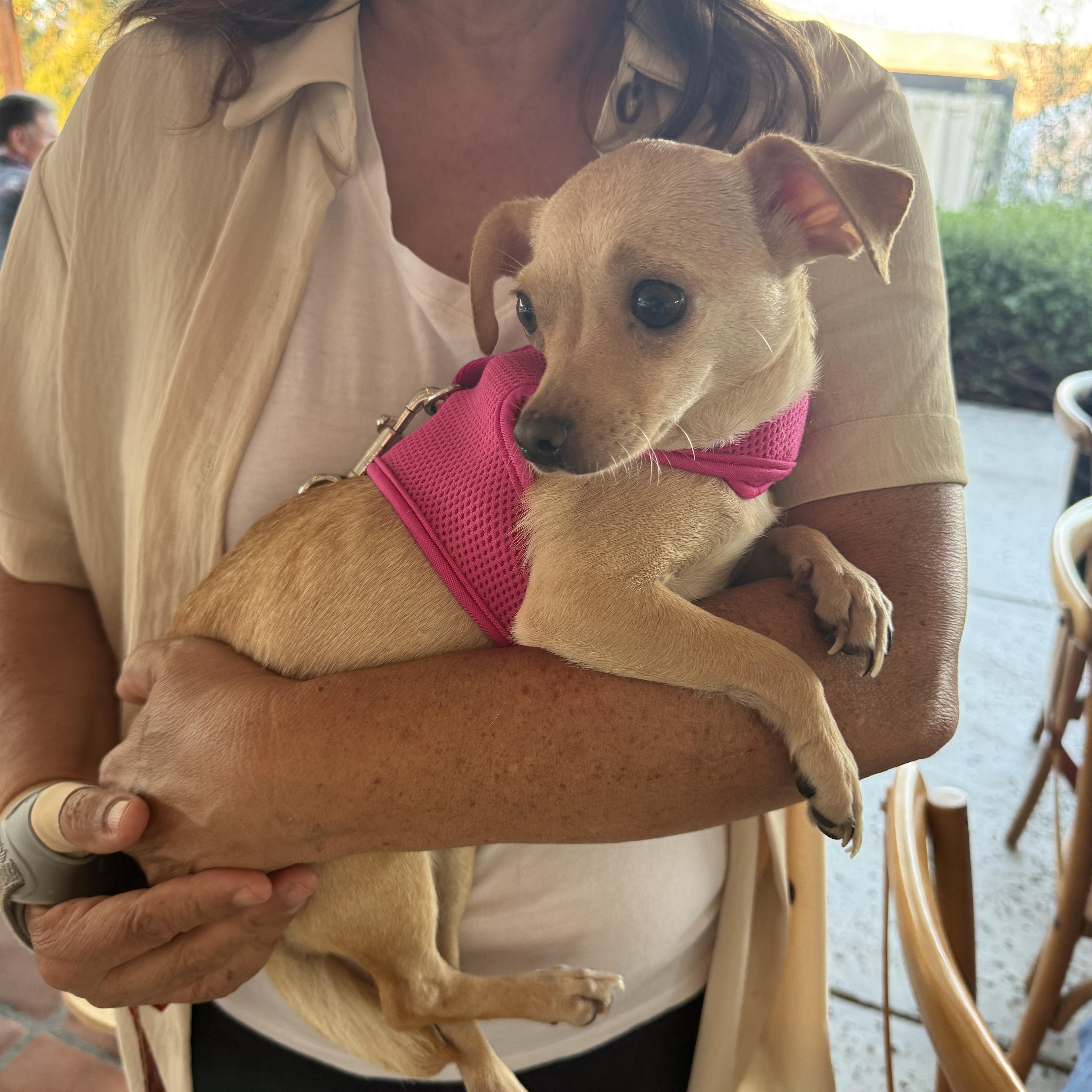 Enlarge Jolene, a Adoptable Chihuahua in San Diego, CA image 2/3