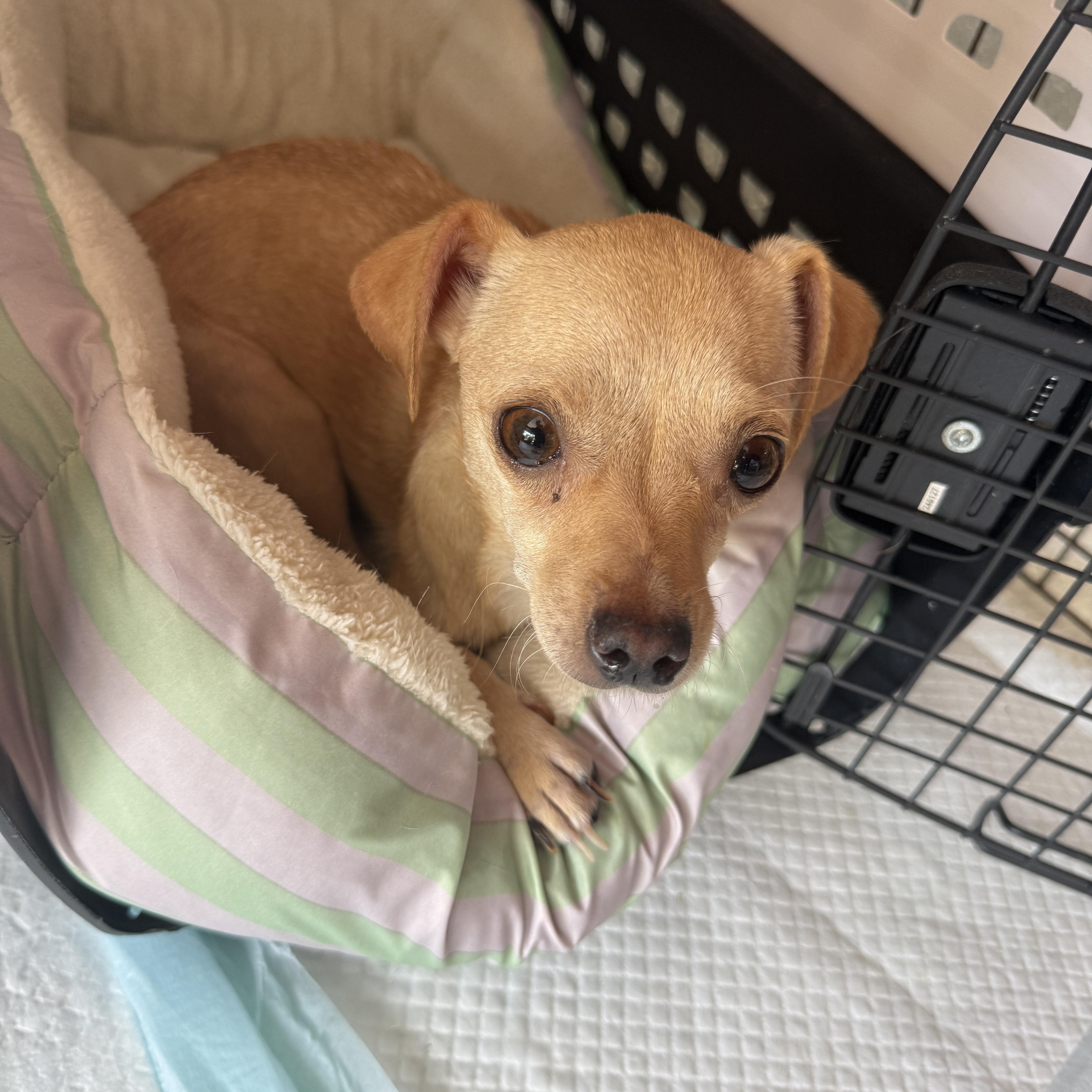 Enlarge Jolene, a Adoptable Chihuahua in San Diego, CA image 3/3