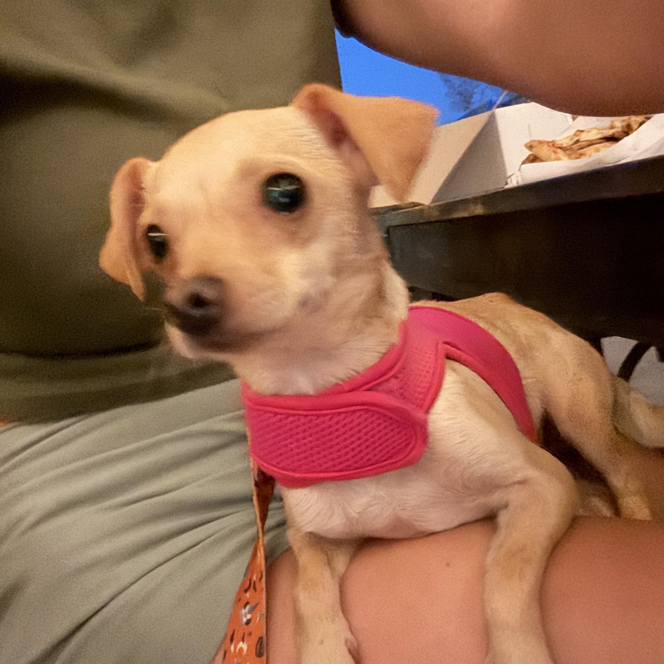 Enlarge Jolene, a Adoptable Chihuahua in San Diego, CA image 1/3