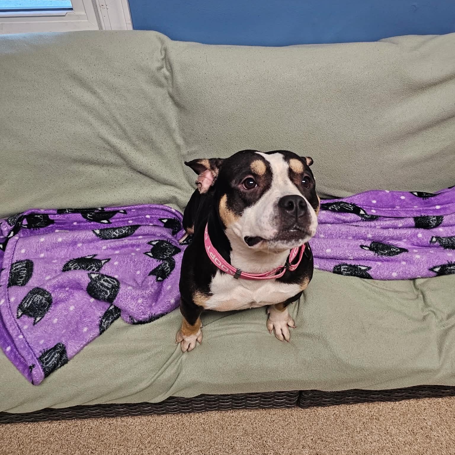 Enlarge Tootsie Roll, a Adopted American Bully in Sunderland, MD image 3/3