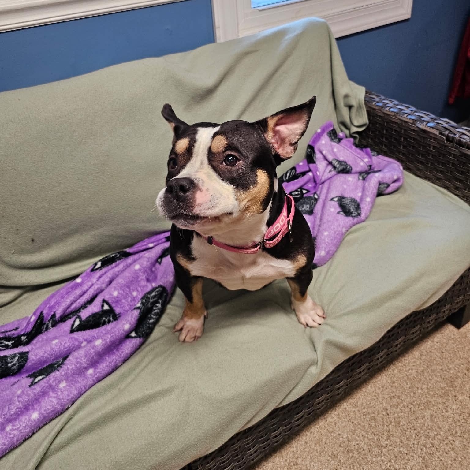 Enlarge Tootsie Roll, a Adopted American Bully in Sunderland, MD image 2/3