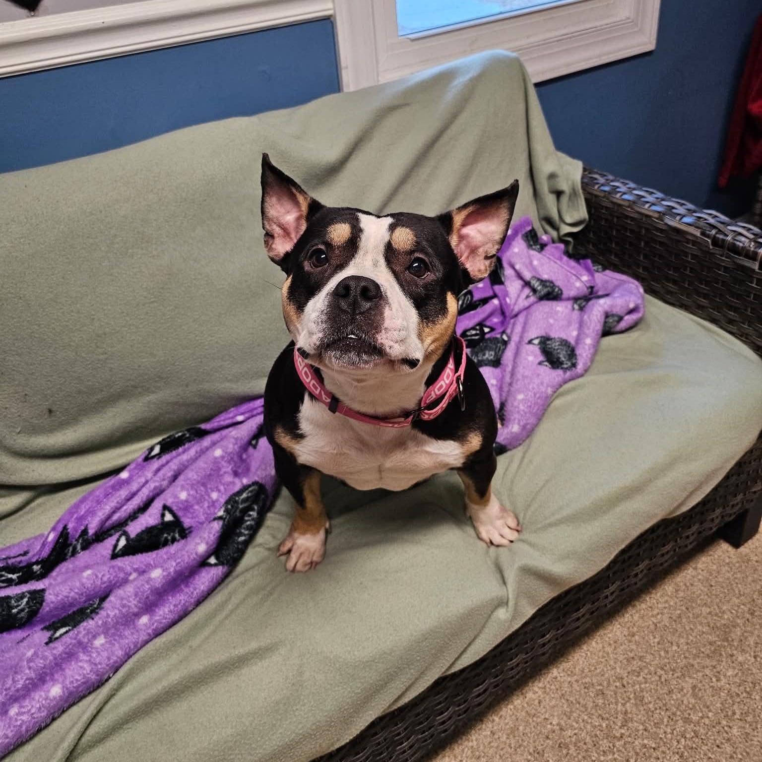 Tootsie Roll, Adopted, Adult Female American Bully.