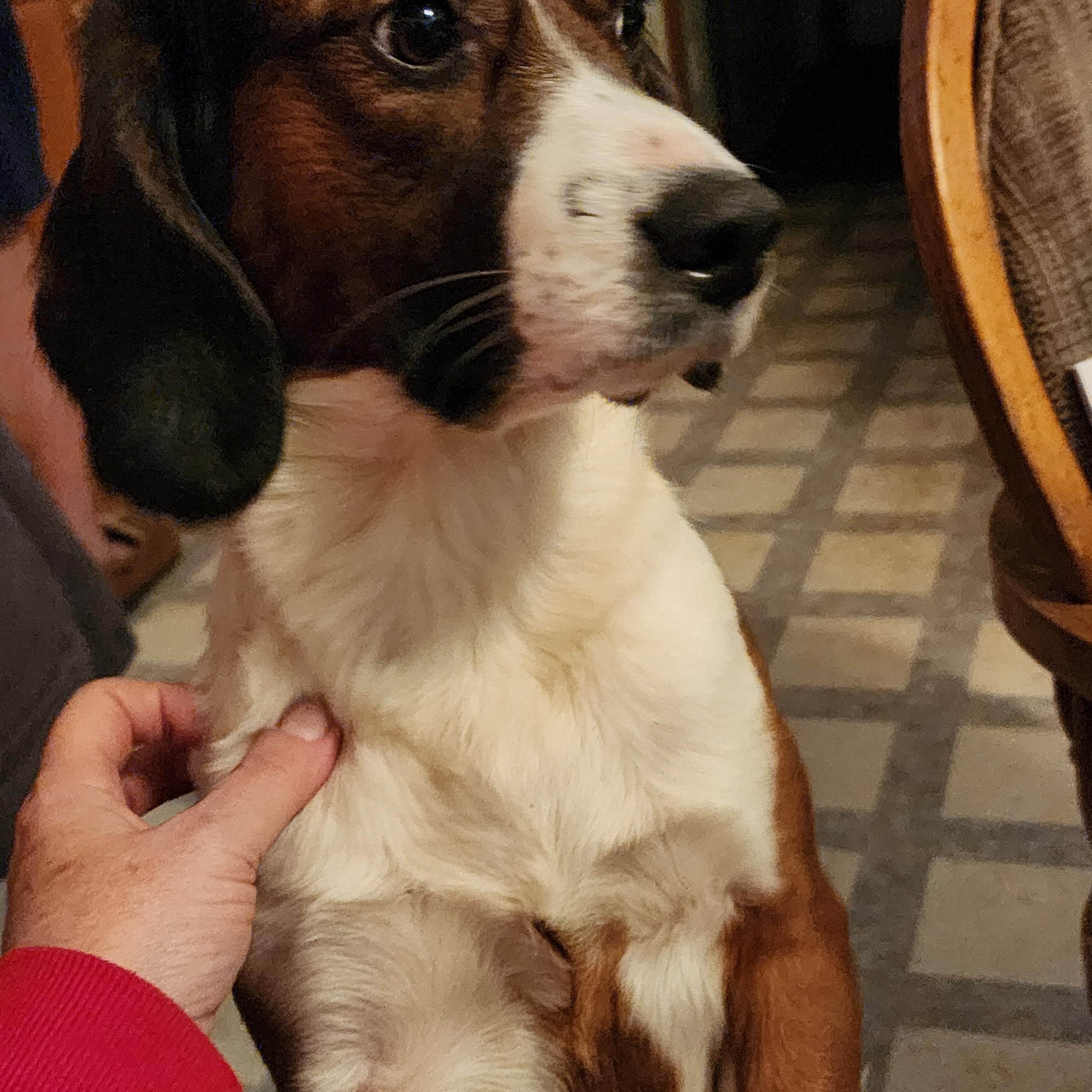 Enlarge Jessie, a Adoptable mixed breed in EAST LEROY, MI image 1/4