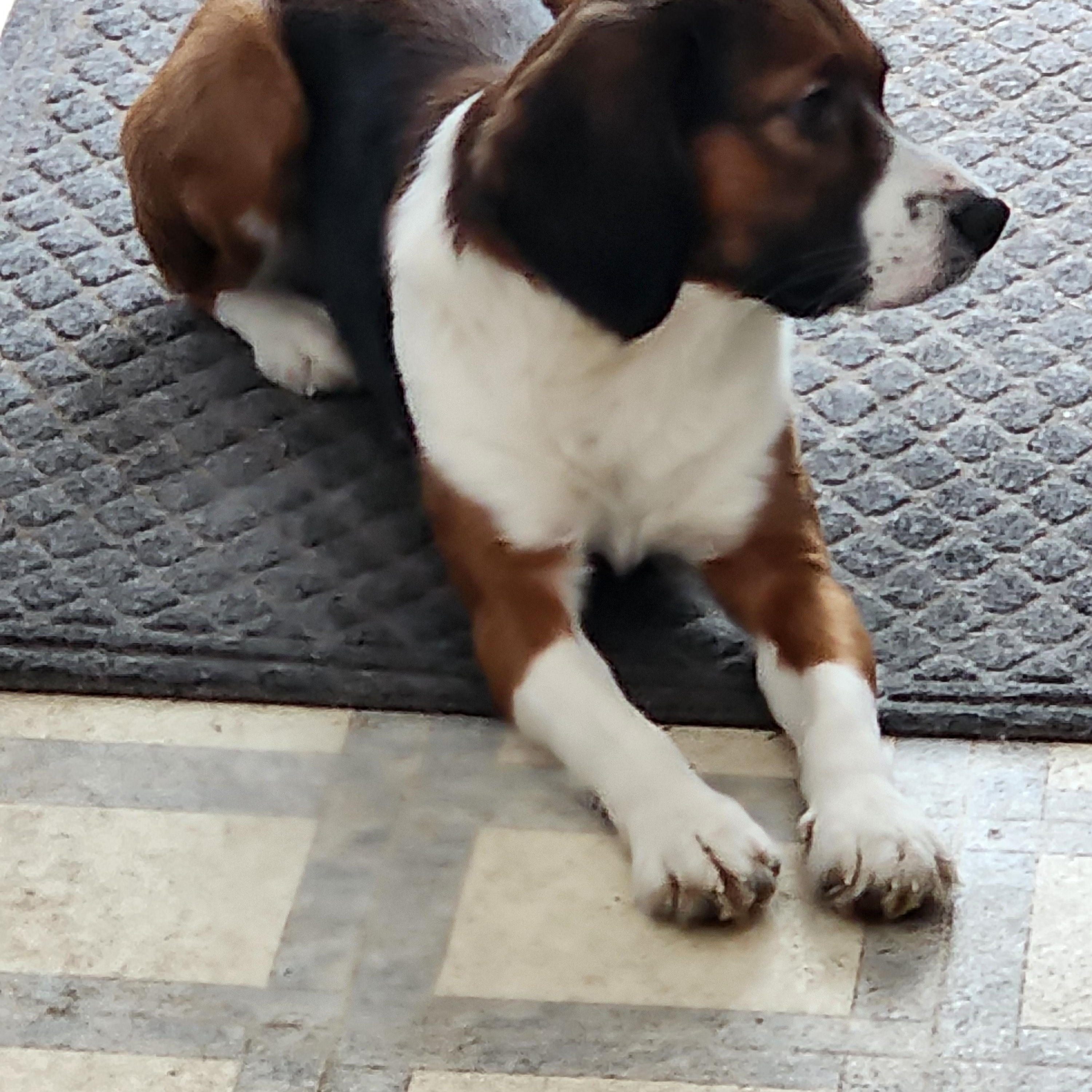 Enlarge Jessie, a Adoptable mixed breed in EAST LEROY, MI image 2/4