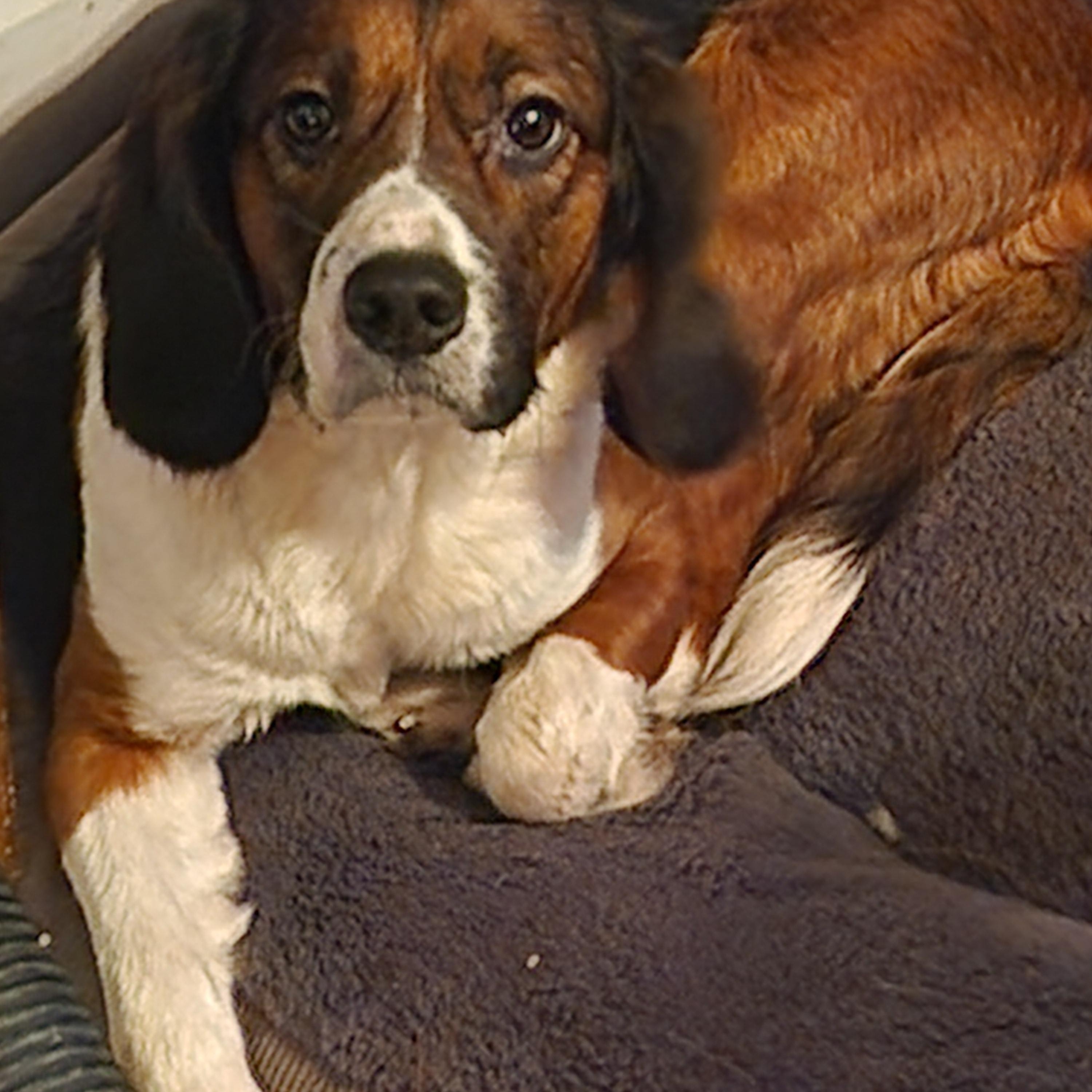 Enlarge Jessie, a Adoptable mixed breed in EAST LEROY, MI image 3/4