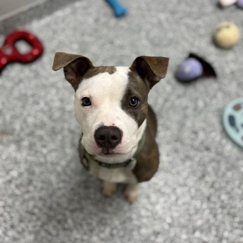 Pistachio, Adoptable, Young Female Terrier.