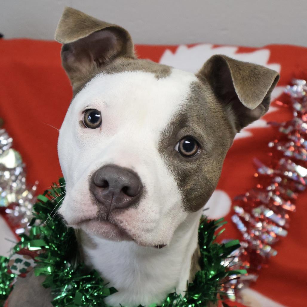 Pistachio, a Adoptable Terrier in Brookfield, WI image 2/6