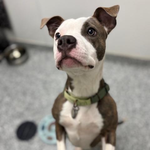 Pistachio, a Adoptable Terrier in Brookfield, WI image 3/6