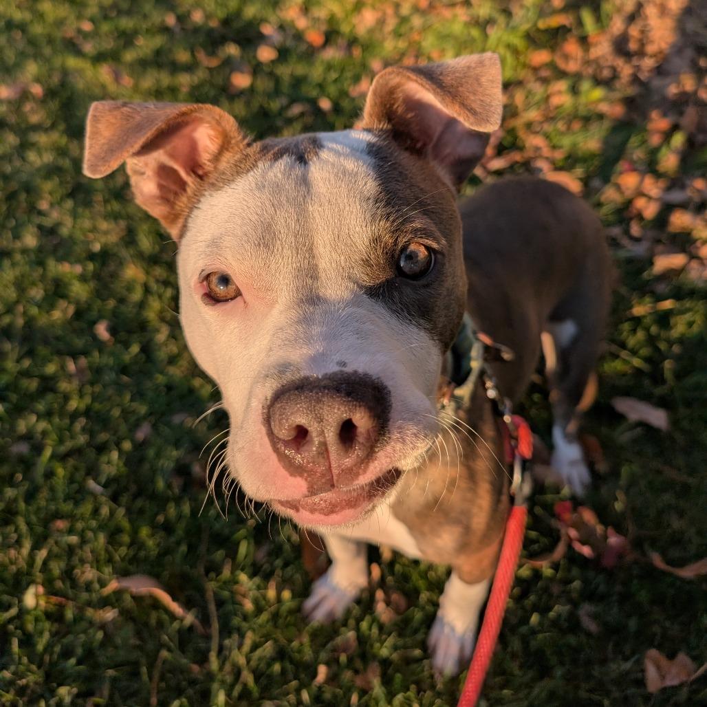 Pistachio, a Adoptable Terrier in Brookfield, WI image 4/6