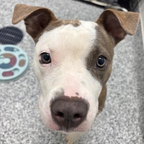 Pistachio, a Adoptable Terrier in Brookfield, WI image 5/6