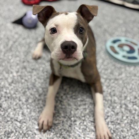 Pistachio, a Adoptable Terrier in Brookfield, WI image 6/6