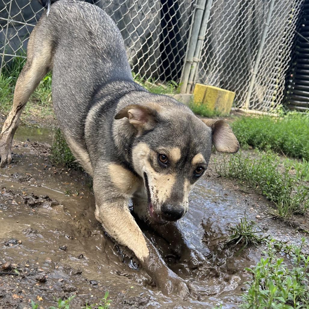 Claret, a Adoptable mixed breed in West Point, MS image 1/6