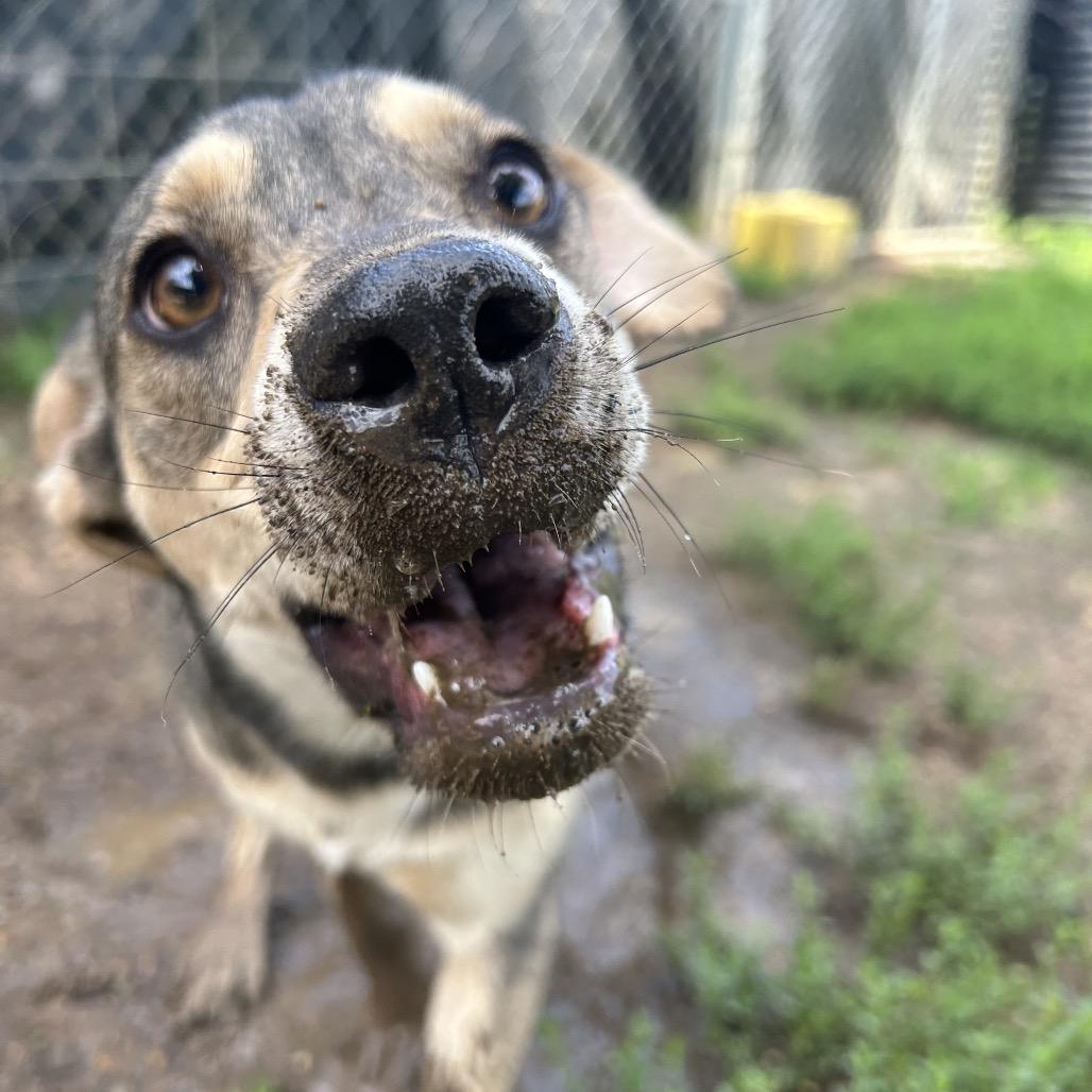 Claret, a Adoptable mixed breed in West Point, MS image 2/6