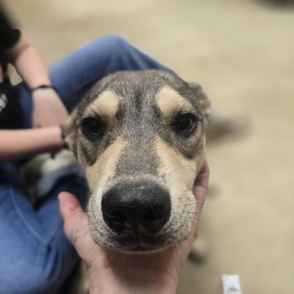 Claret, a Adoptable mixed breed in West Point, MS image 3/6