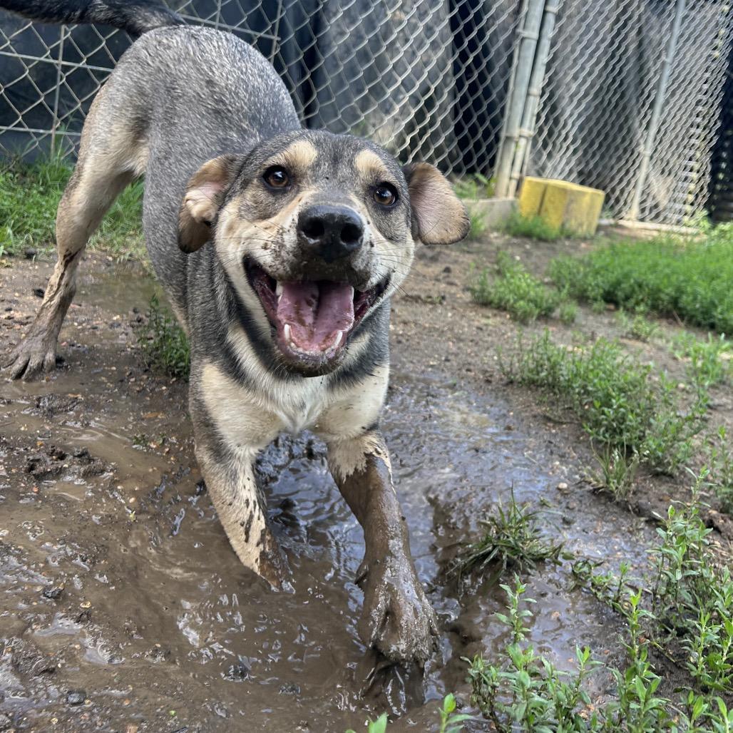 Claret, a Adoptable mixed breed in West Point, MS image 4/6