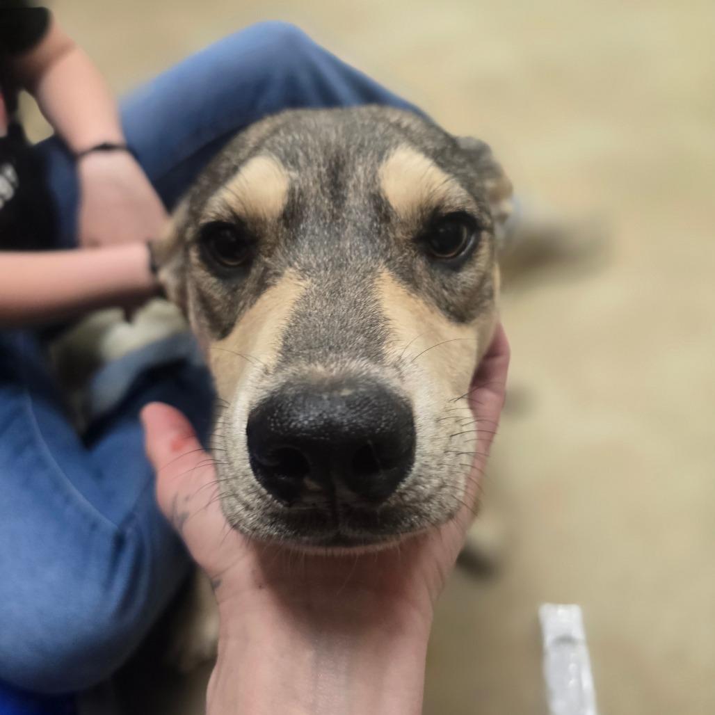 Claret, a Adoptable mixed breed in West Point, MS image 5/6