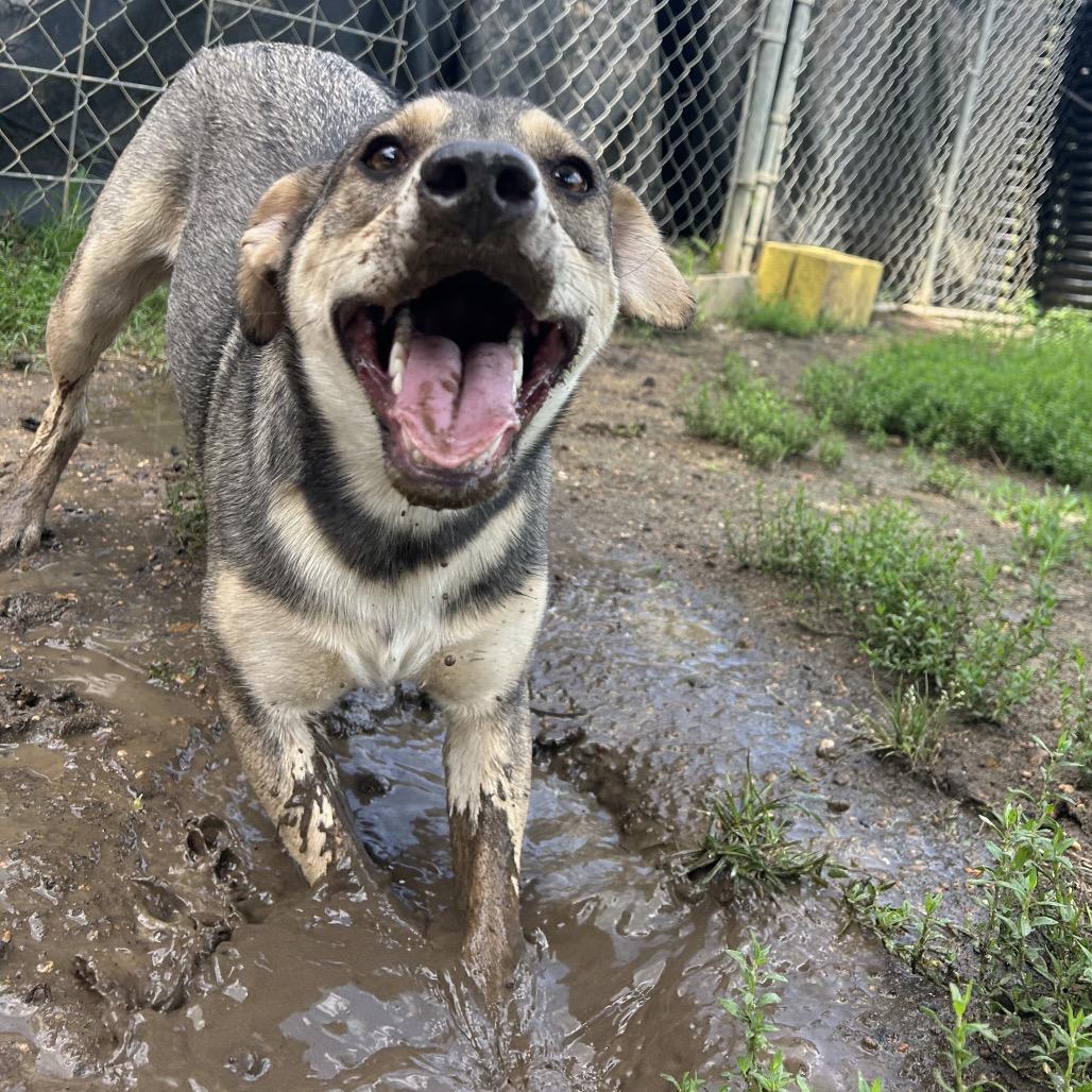 Claret, a Adoptable mixed breed in West Point, MS image 6/6