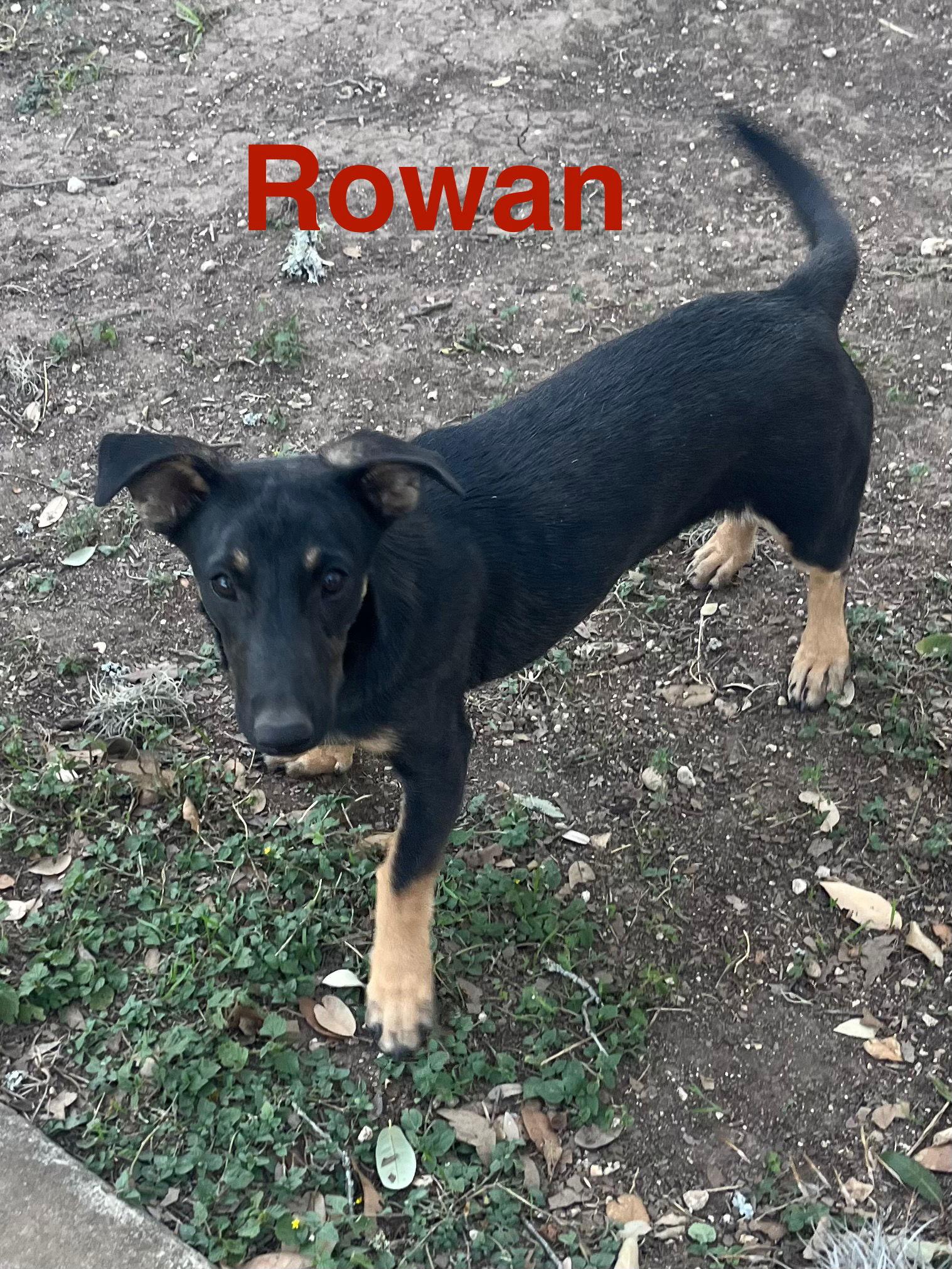 Rowan, Adopted, Young Male Chihuahua & Terrier.