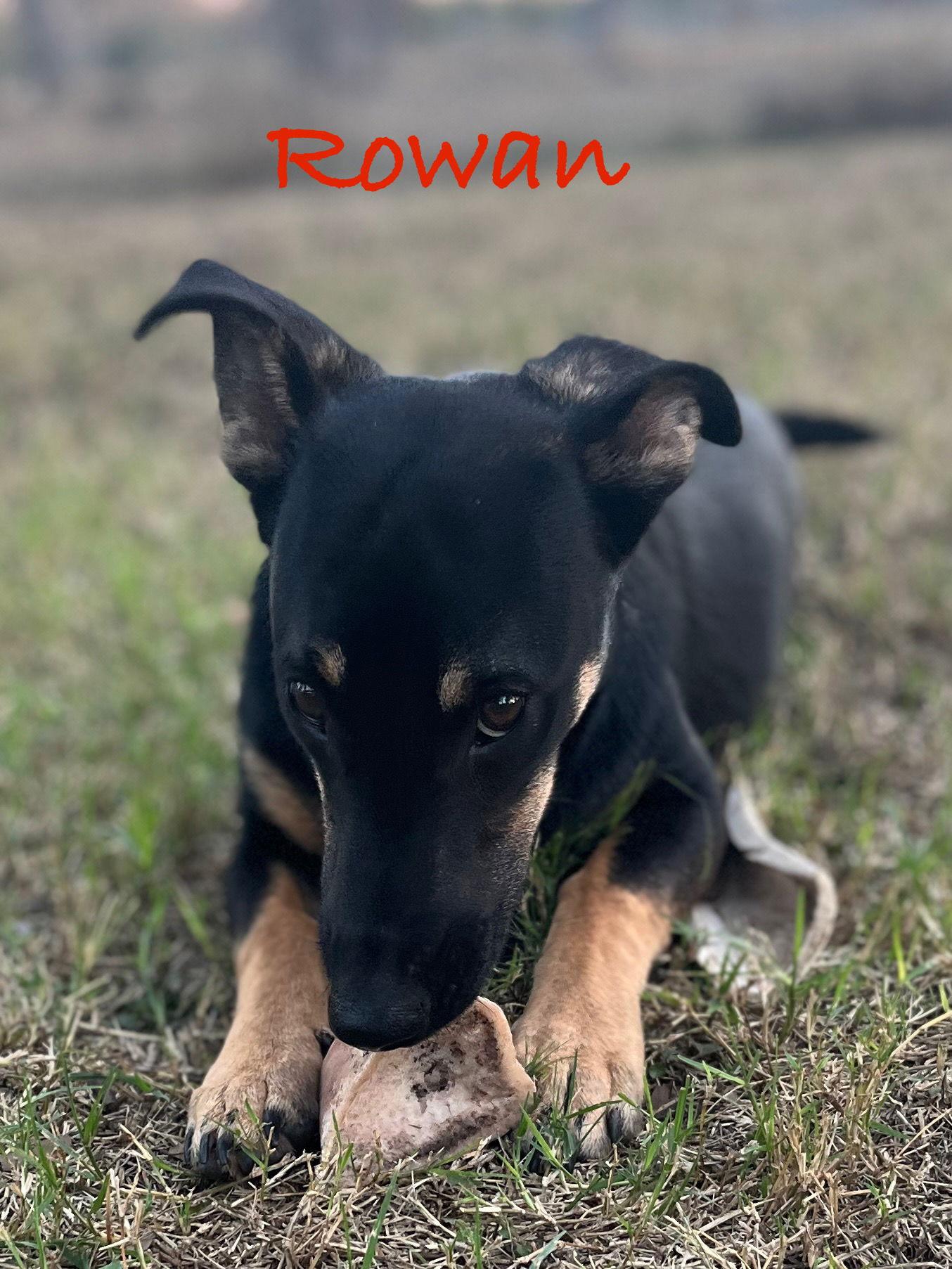 Enlarge Rowan, a Adopted mixed breed in Pipe Creek, TX image 2/3