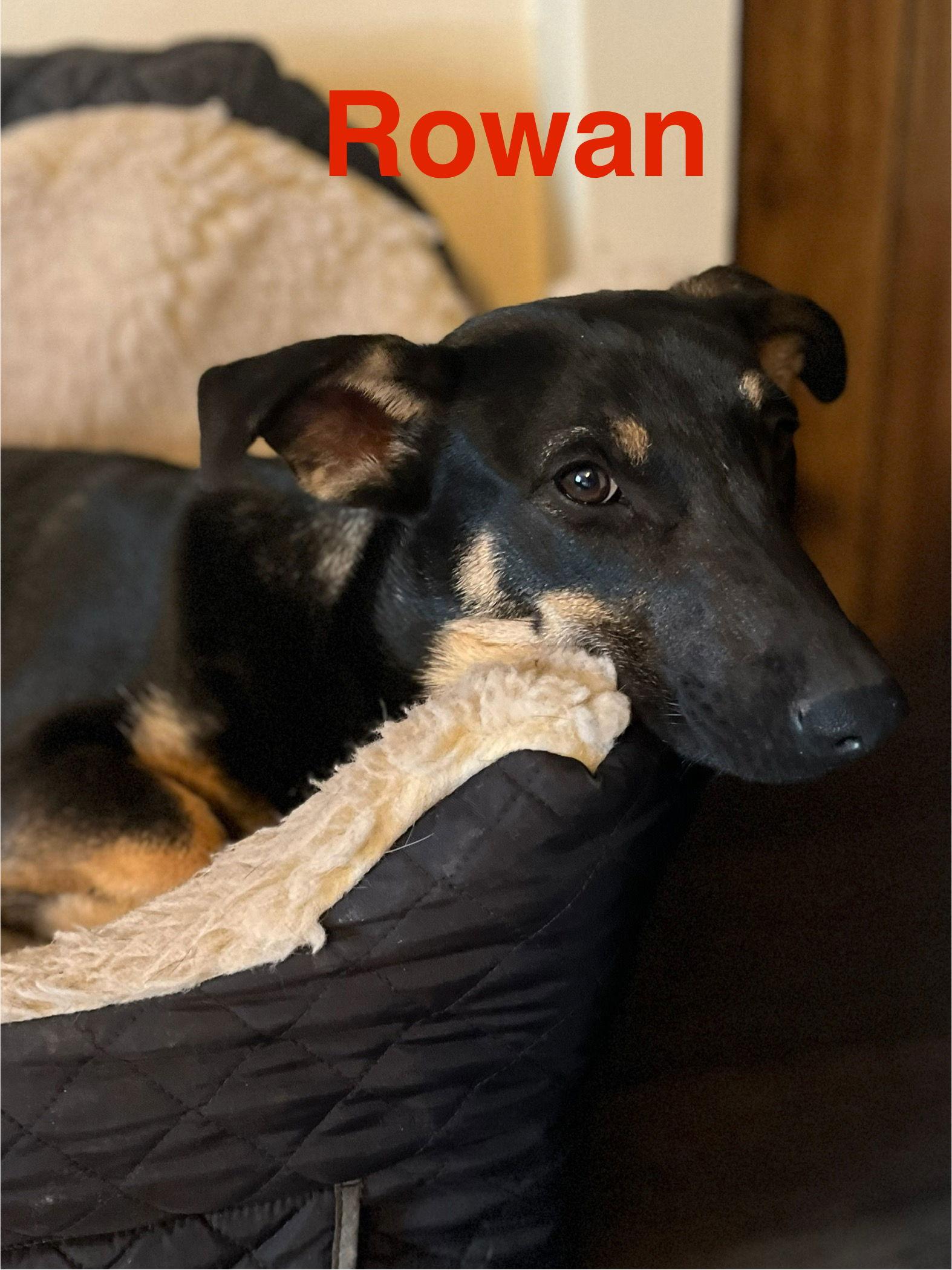 Enlarge Rowan, a Adopted mixed breed in Pipe Creek, TX image 3/3