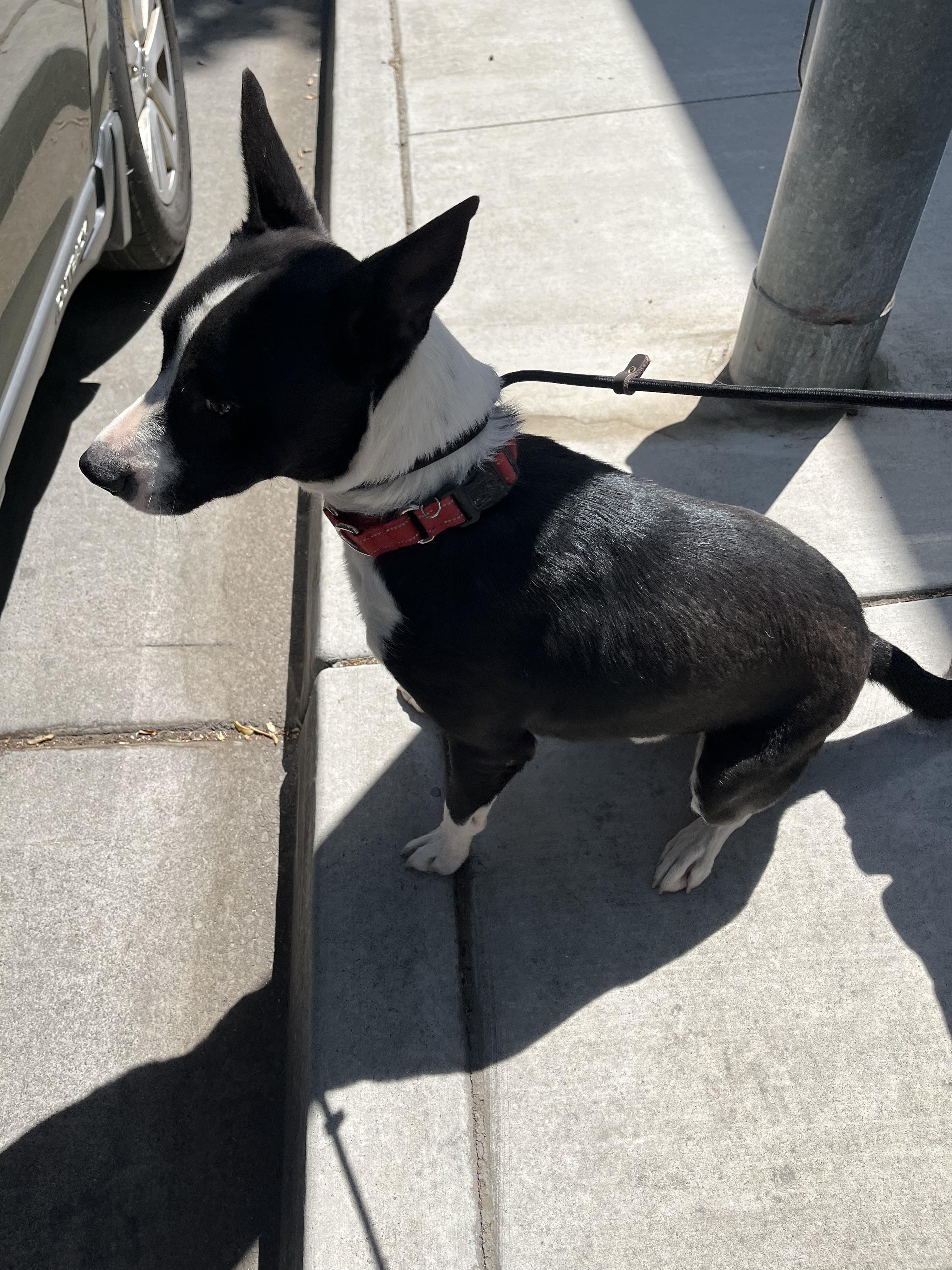 JJ, a Adoptable mixed breed in Santa Clara, CA image 2/6