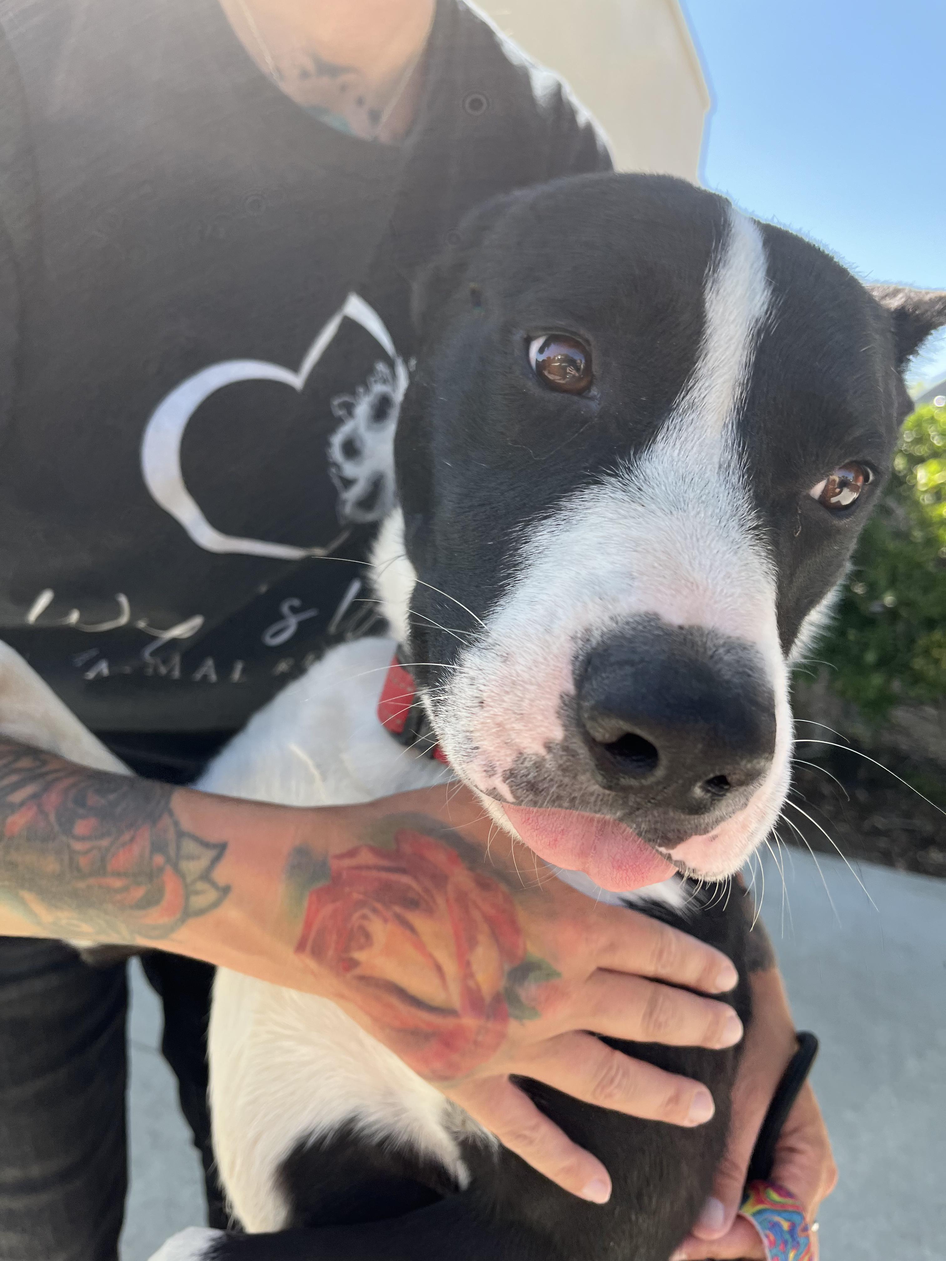 JJ, a Adoptable mixed breed in Santa Clara, CA image 1/6