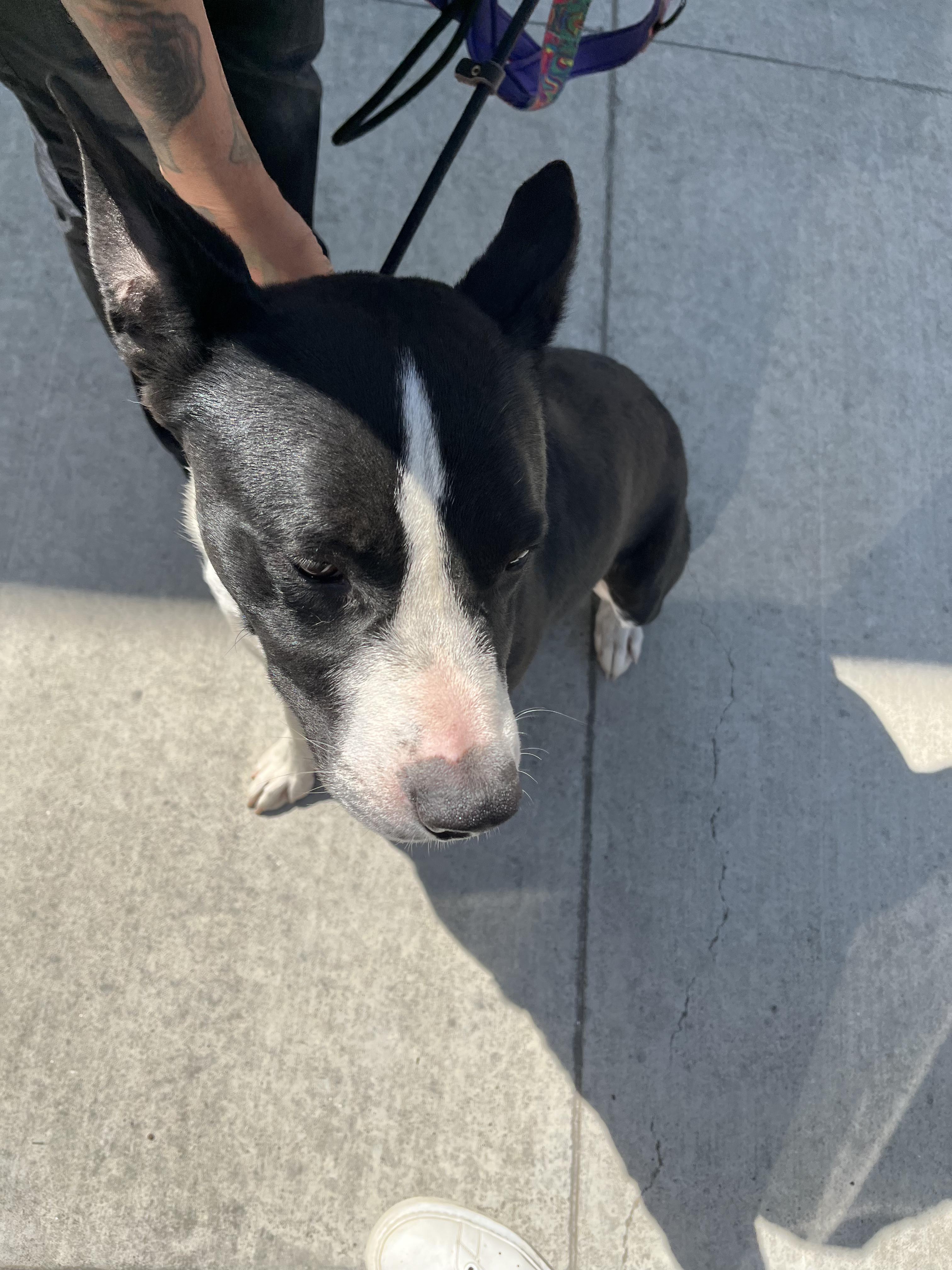 JJ, a Adoptable mixed breed in Santa Clara, CA image 3/6