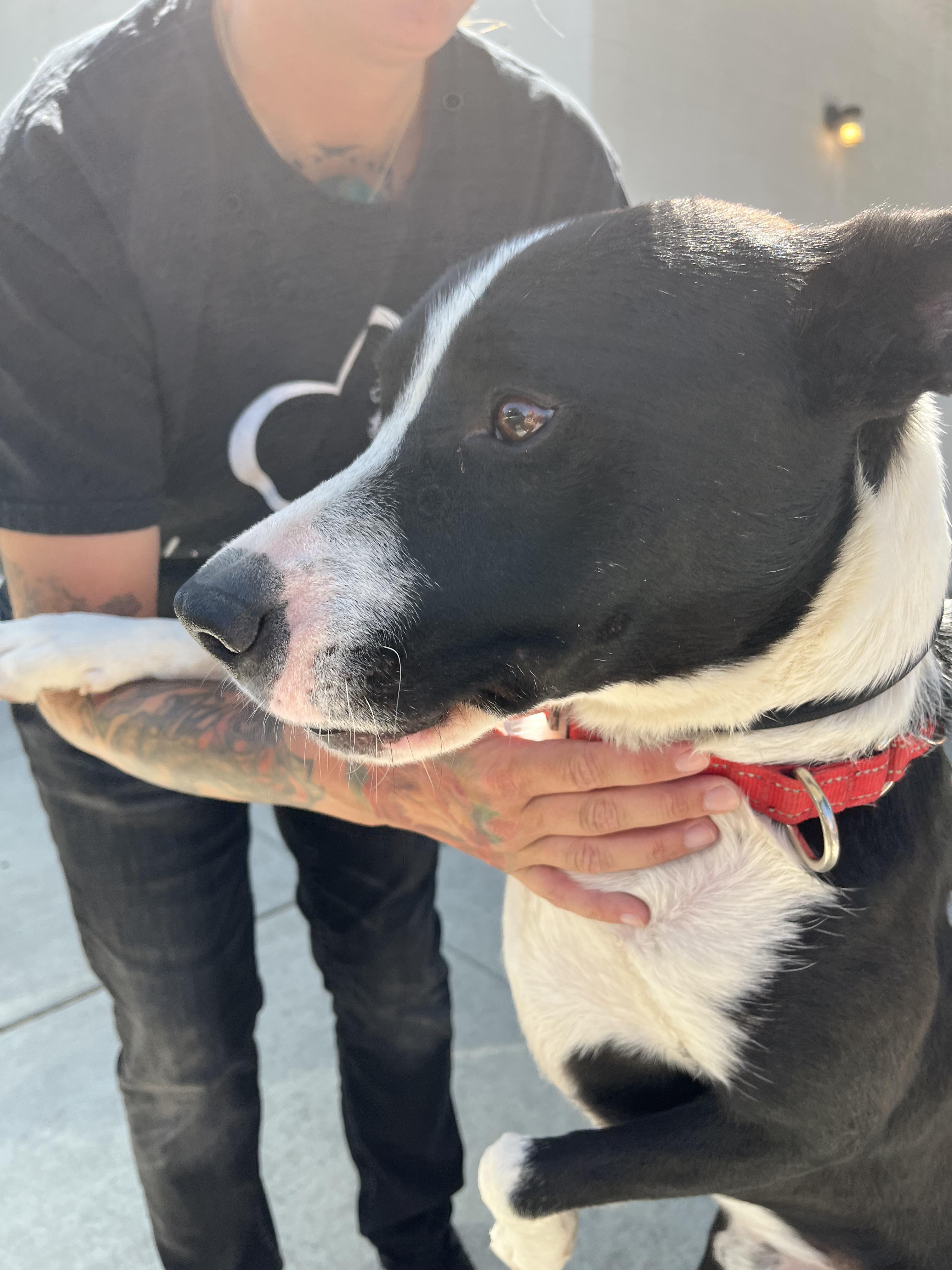 JJ, a Adoptable mixed breed in Santa Clara, CA image 6/6