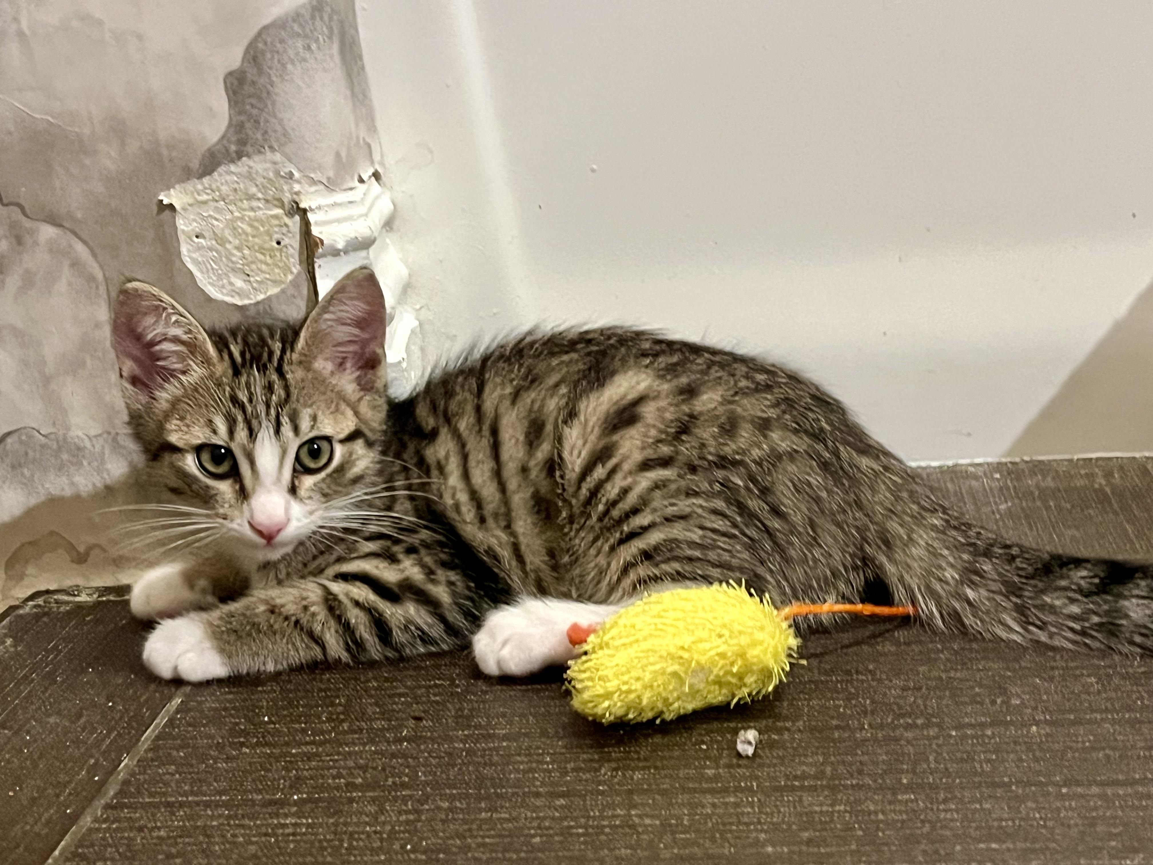 Enlarge Scuttle, an adopted Domestic Medium Hair in San Diego, CA image 1/4