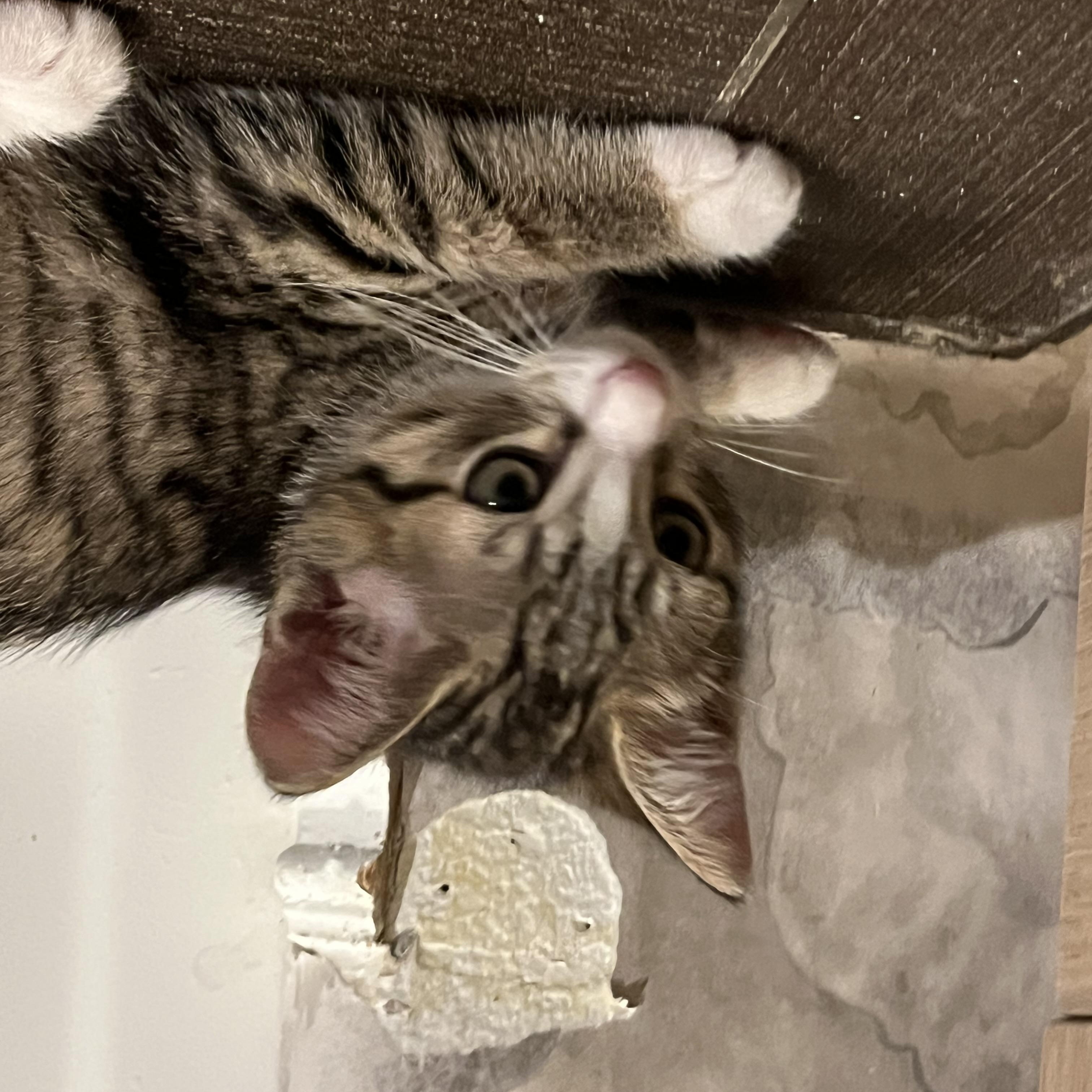 Enlarge Scuttle, an adopted Domestic Medium Hair in San Diego, CA image 4/4